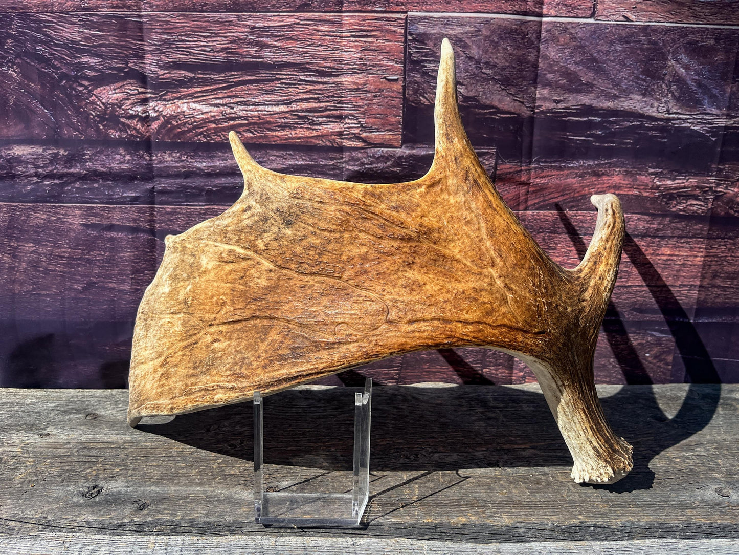 Large Bull Moose Antler. Antler for Crafting, Decor, Interior Design, and more!