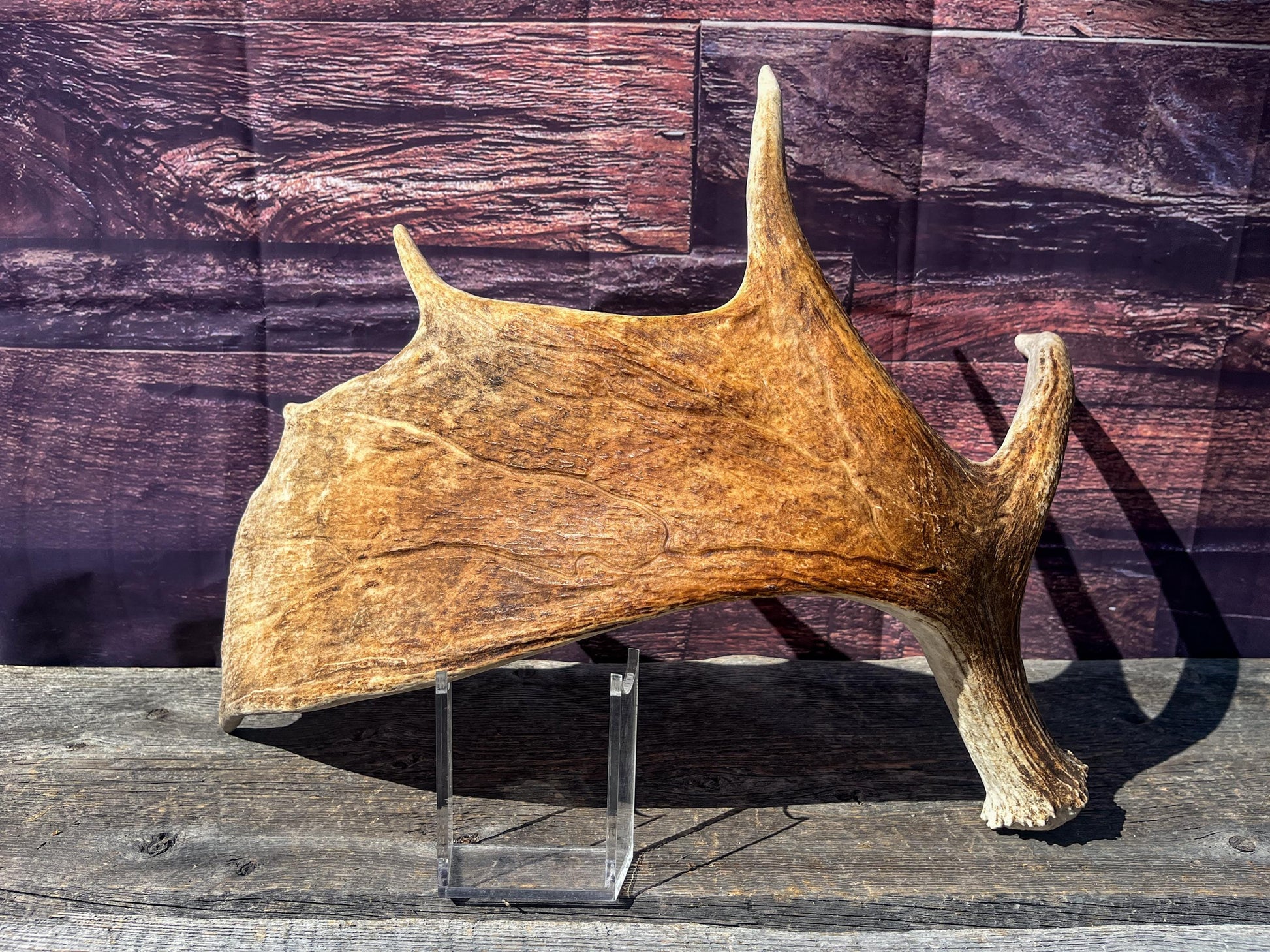 Large Bull Moose Antler. Antler for Crafting, Decor, Interior Design, and more!