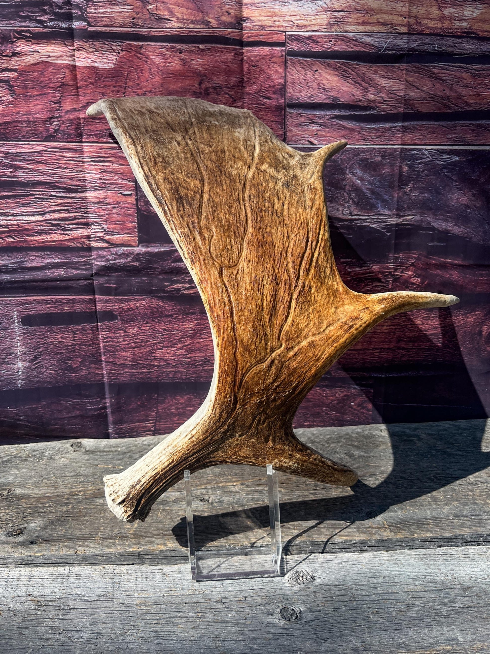 Large Bull Moose Antler. Antler for Crafting, Decor, Interior Design, and more!