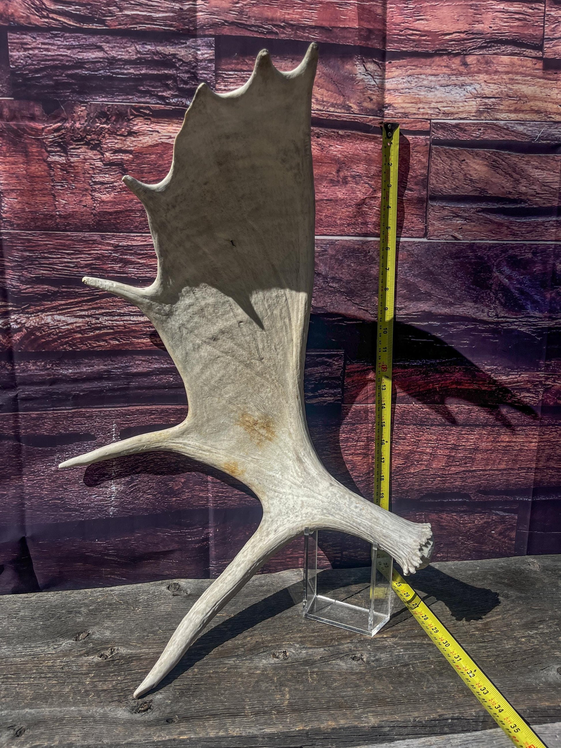 Large Bull Moose Antler. Antler for Crafting, Decor, Interior Design, and more!