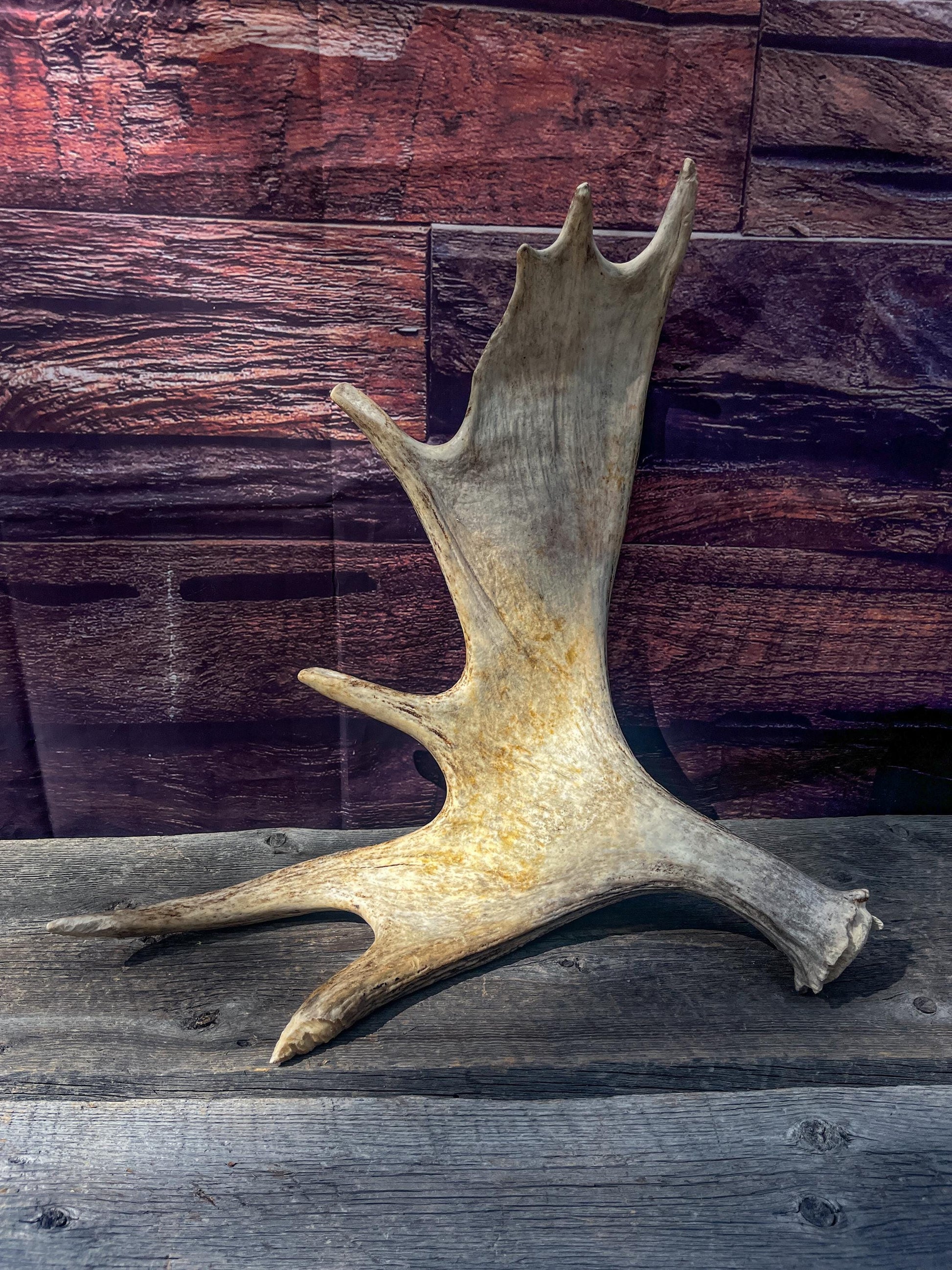 Large Bull Moose Antler. Antler for Crafting, Decor, Interior Design, and more!