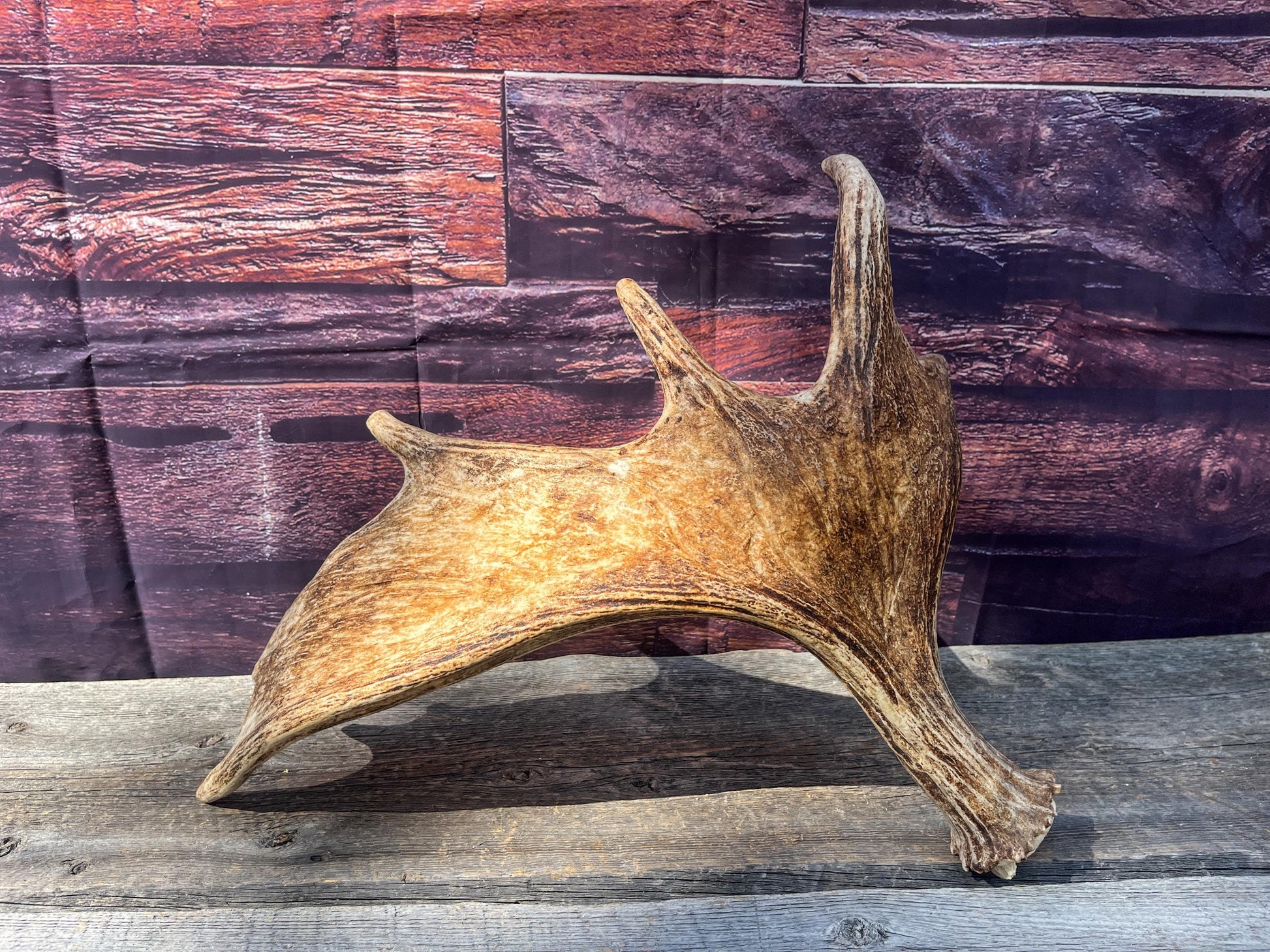 Large Bull Moose Antler. Antler for Crafting, Decor, Interior Design, and more!