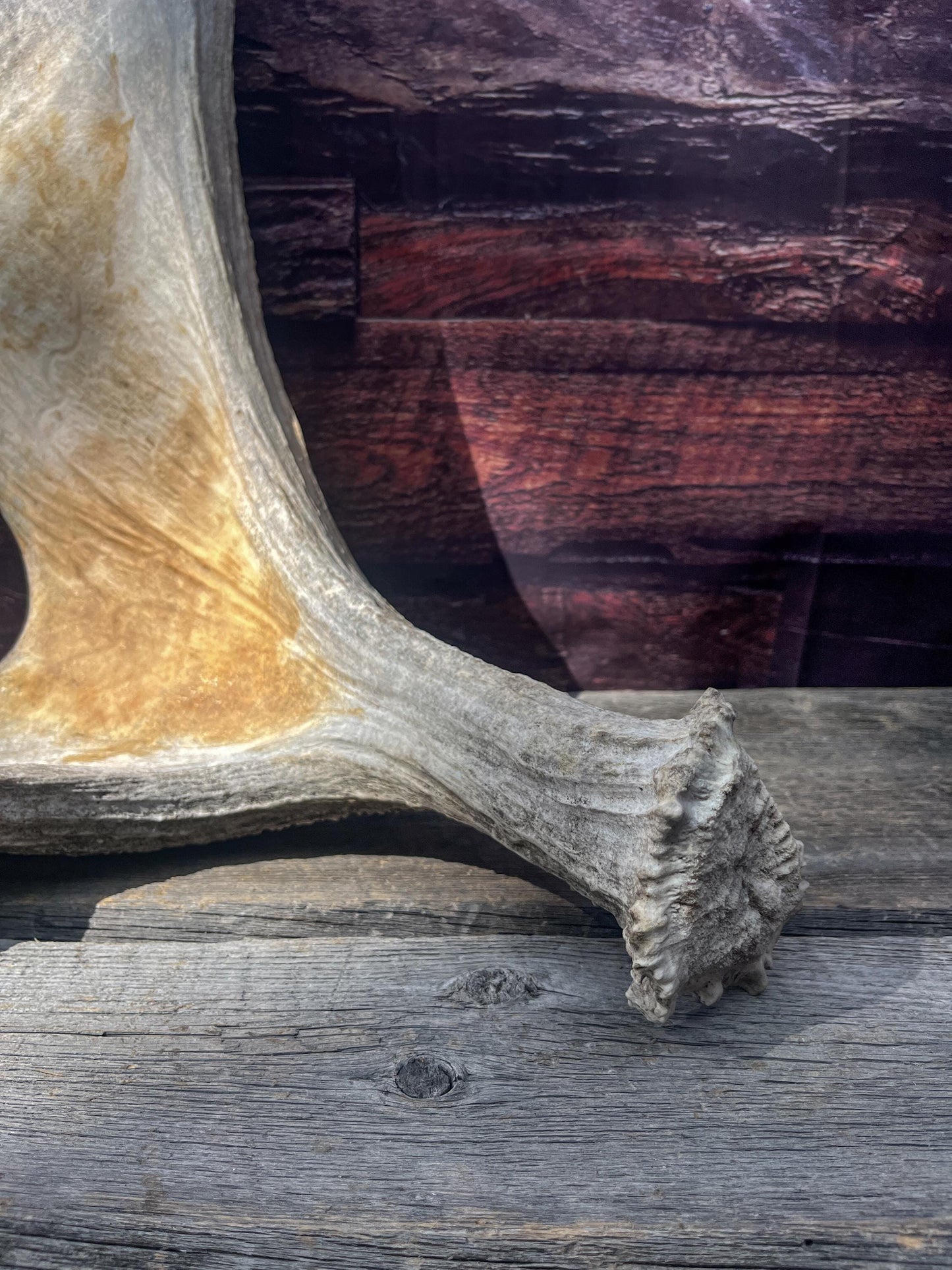 Large Bull Moose Antler. Extra Large - “Super Sized” Antler for Crafting, Decor, Interior Design, and more!