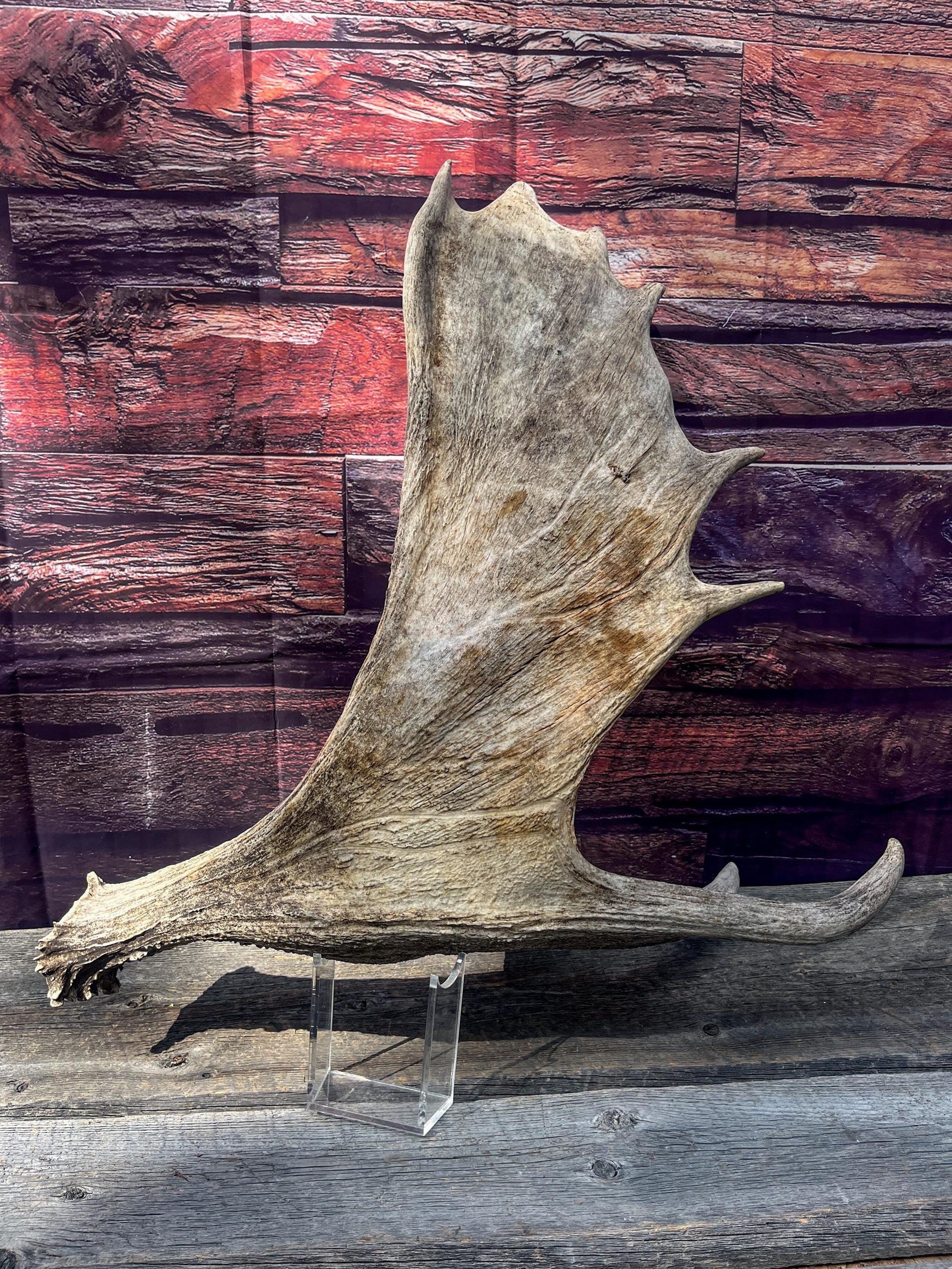 Large Bull Moose Antler. Extra Large - “Super Sized” Antler for Crafting, Decor, Interior Design, and more!