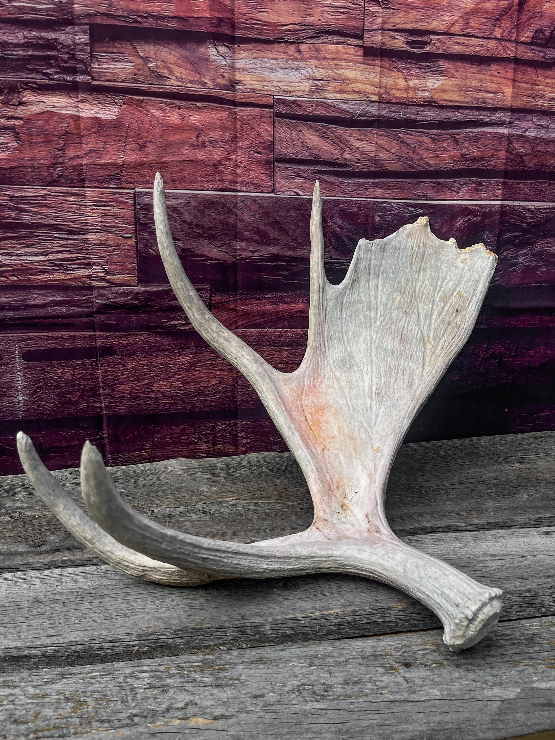 Large Bull Moose Antler. Extra Large Antler for crafting decor and more!