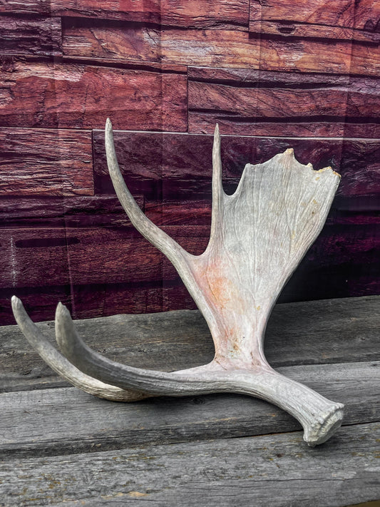 Large Bull Moose Antler. Extra Large Antler for crafting decor and more!
