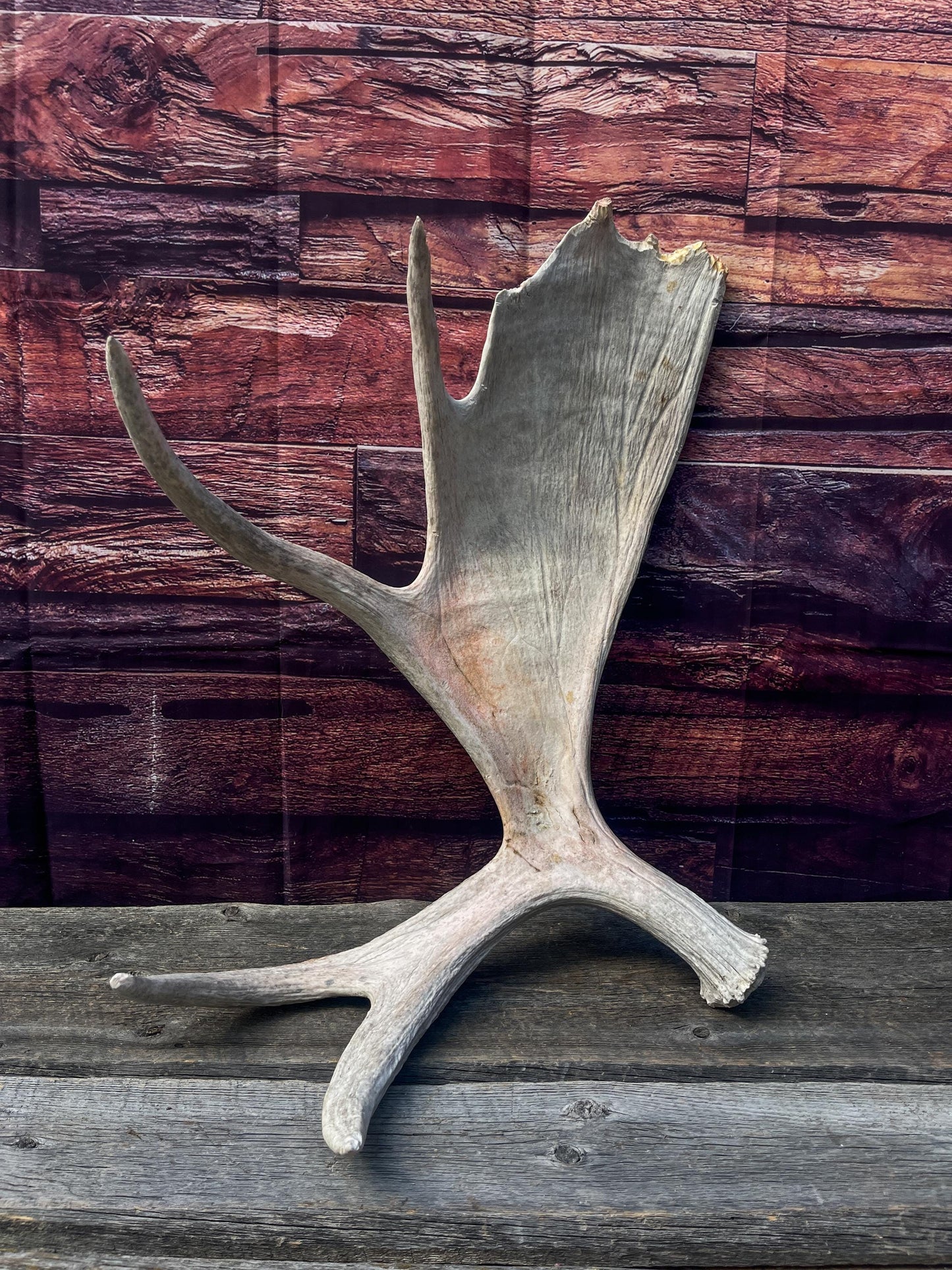 Large Bull Moose Antler. Extra Large Antler for crafting decor and more!