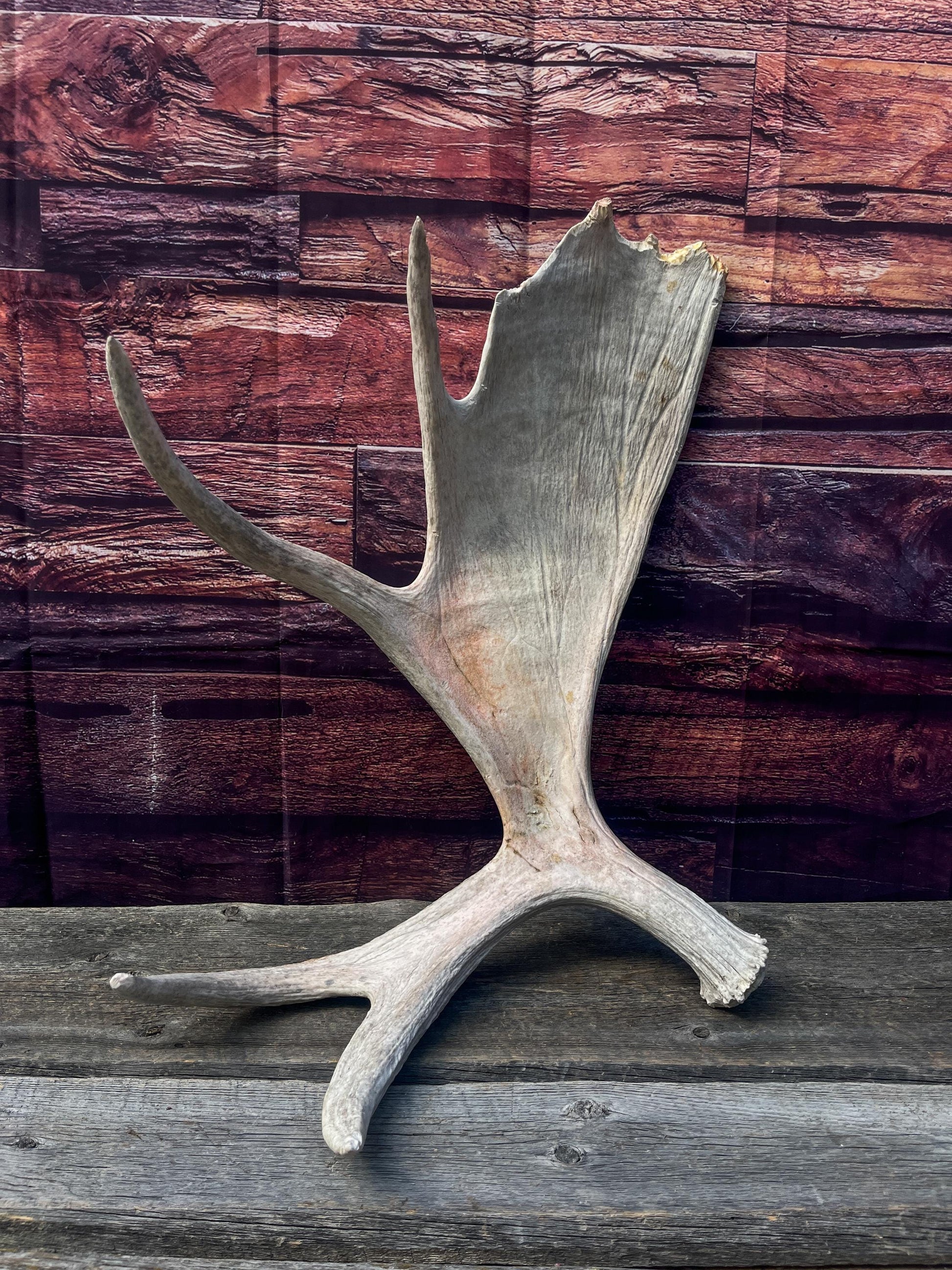 Large Bull Moose Antler. Extra Large Antler for crafting decor and more!
