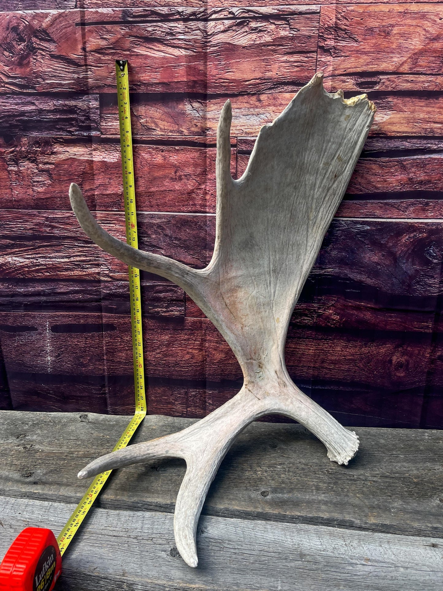 Large Bull Moose Antler. Extra Large Antler for crafting decor and more!