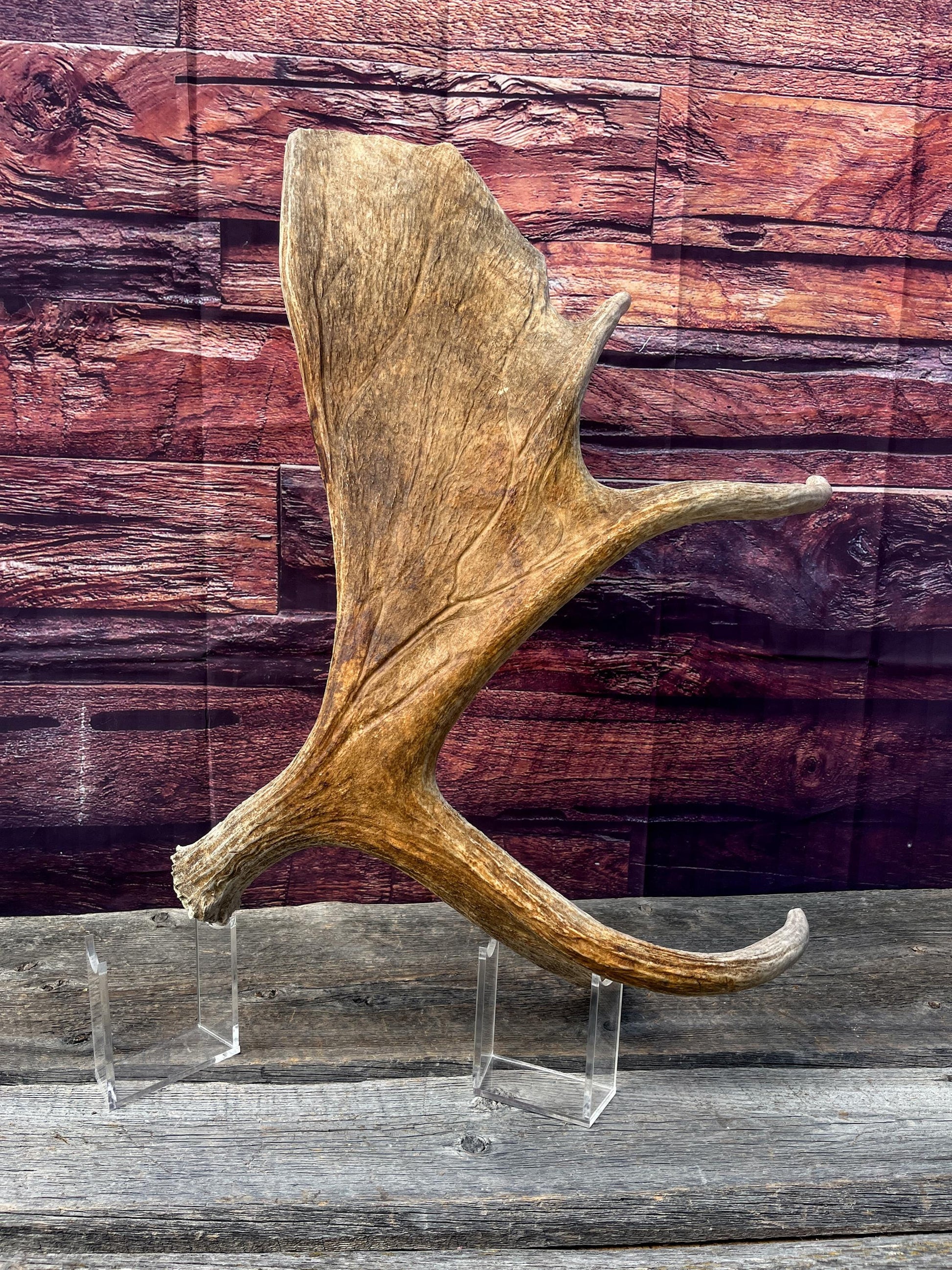 Large Bull Moose Antler. Extra Large Antler for crafting decor and more!