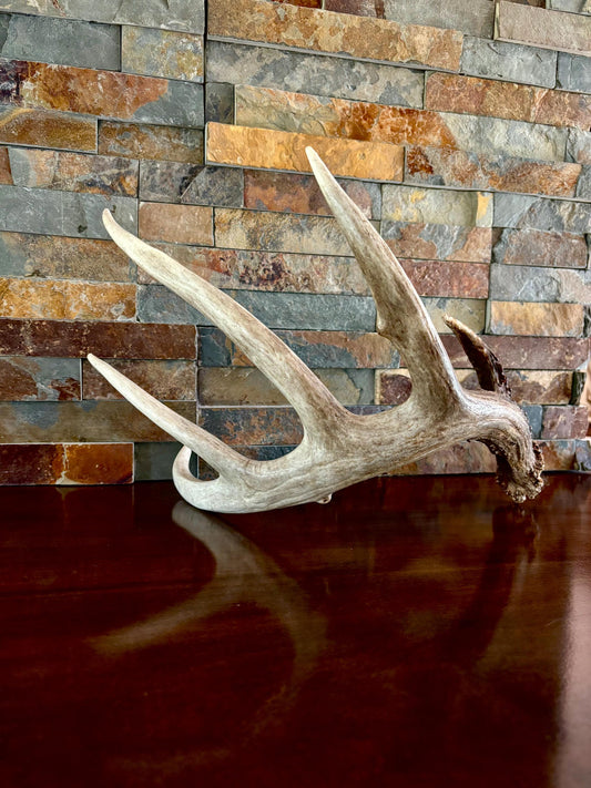 White-tailed Deer Antler. Classic, Large Canadian Buck. Crafting and Decor Antlers