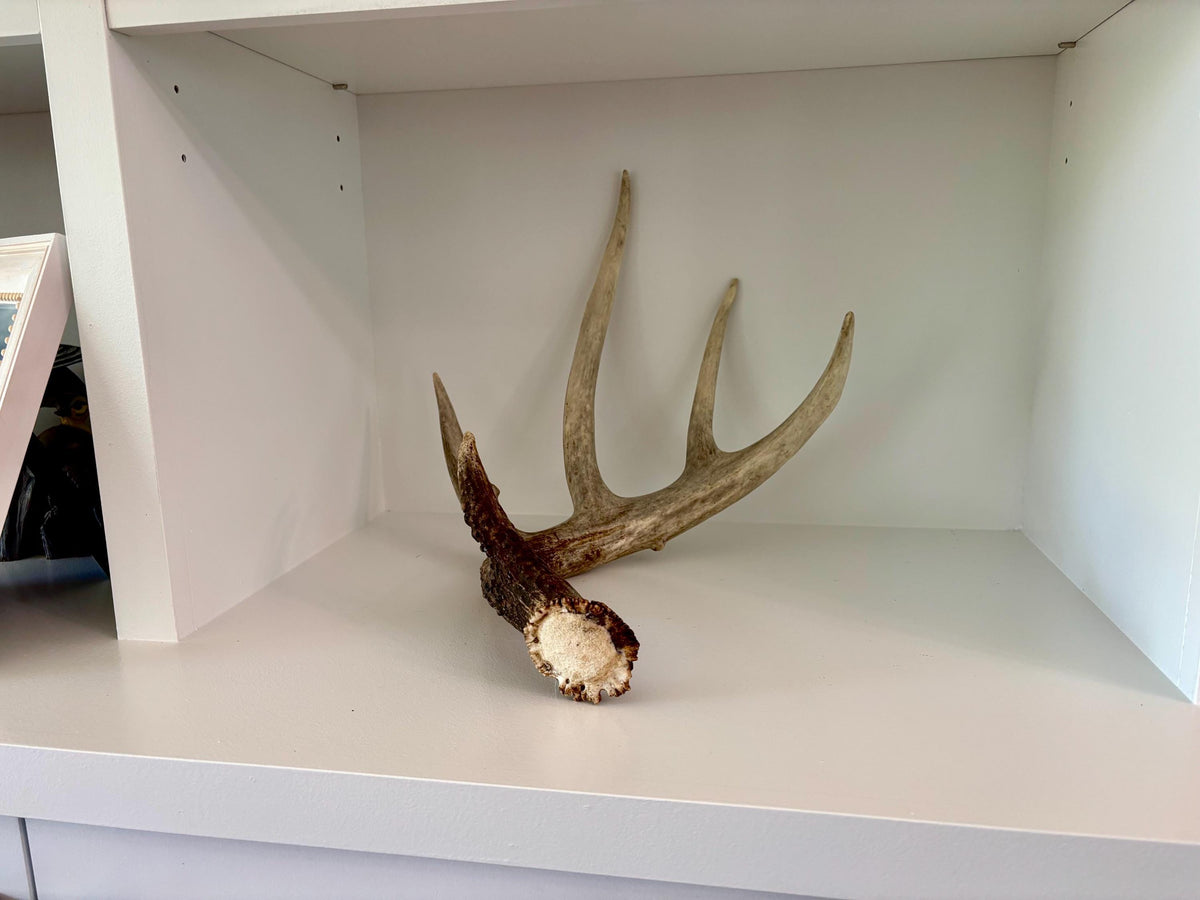 White-tailed Deer Antler. Classic, Large Canadian Buck. Crafting and Decor Antlers
