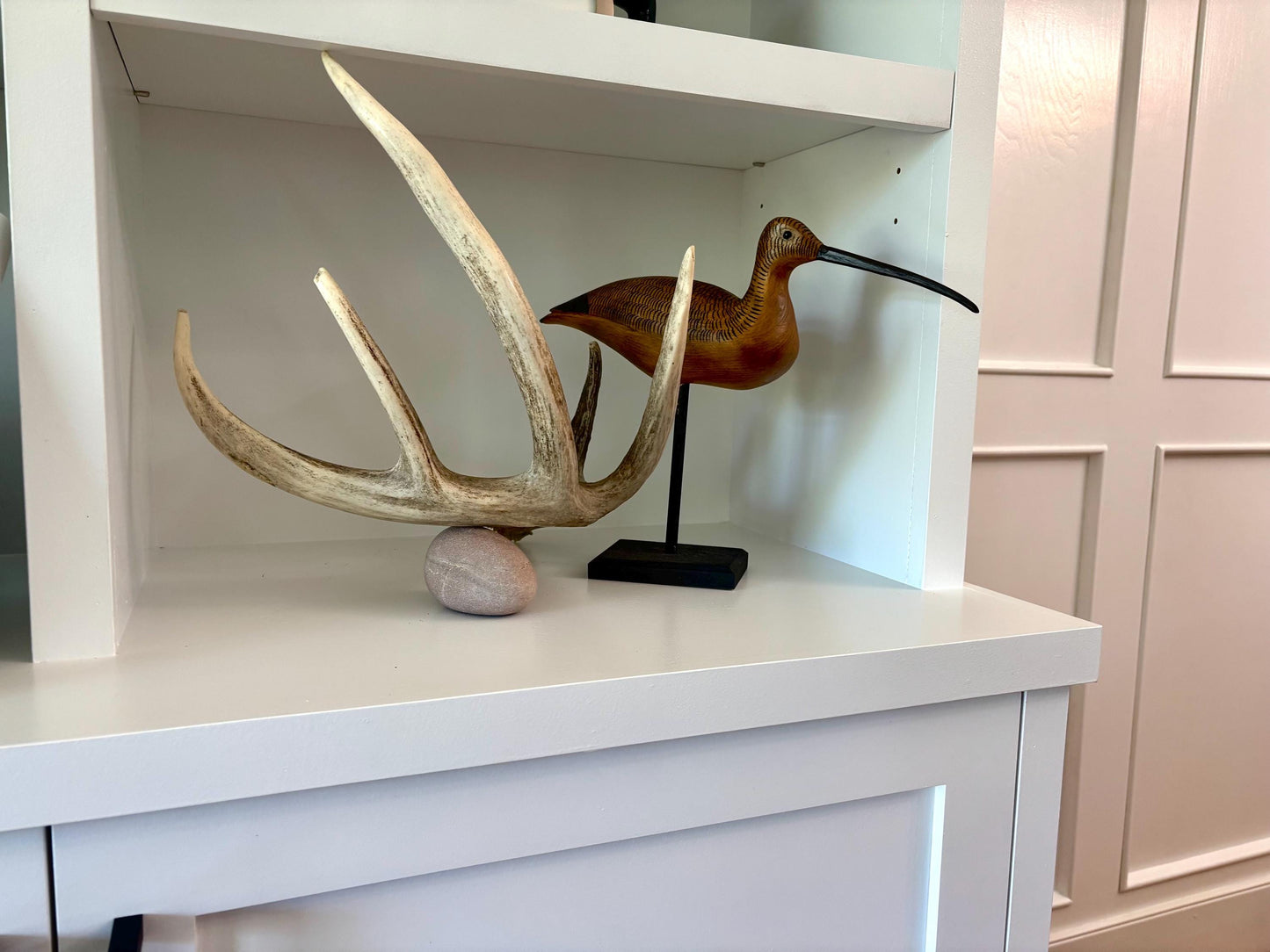 White-tailed Deer Antler. Classic, Large Canadian Buck. Crafting and Decor Antlers