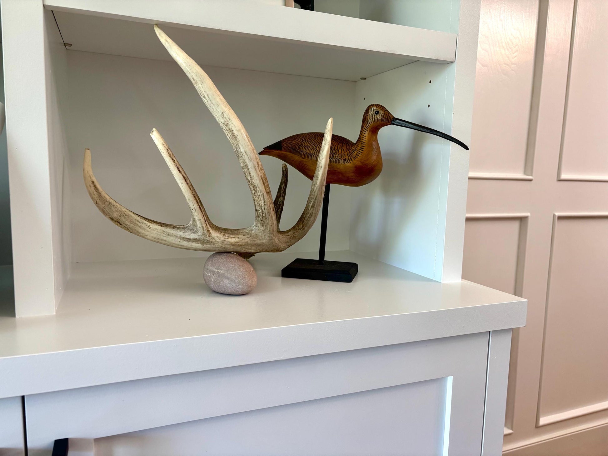 White-tailed Deer Antler. Classic, Large Canadian Buck. Crafting and Decor Antlers