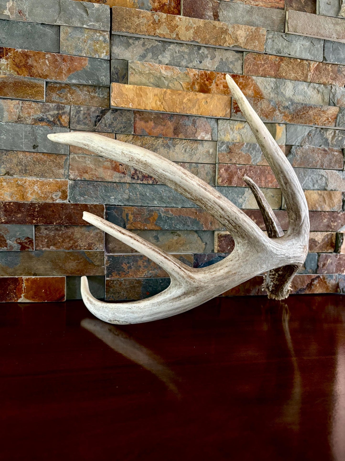 White-tailed Deer Antler. Classic, Large Canadian Buck. Crafting and Decor Antlers