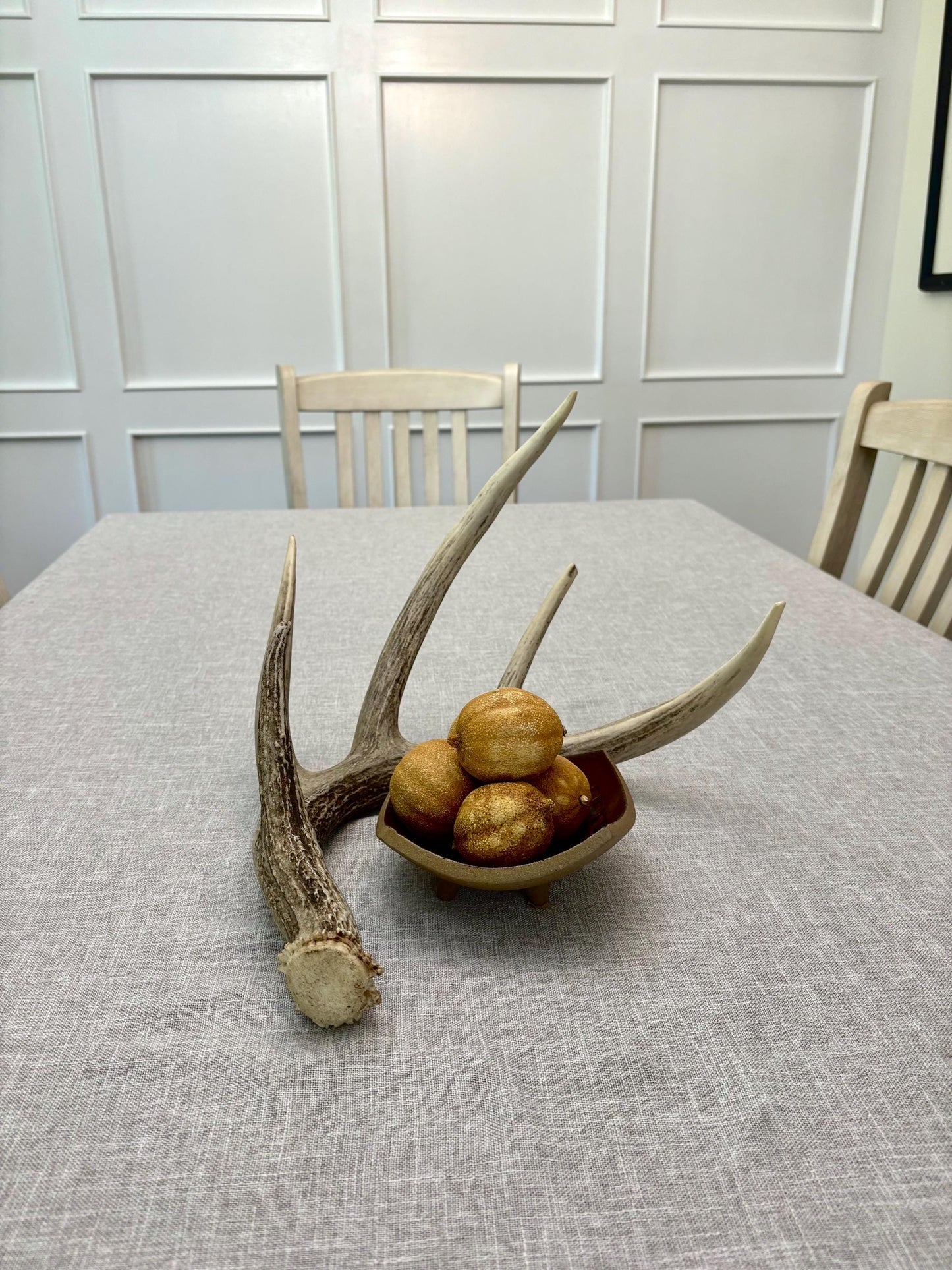 White-tailed Deer Antler. Classic, Large Canadian Buck. Crafting and Decor Antlers