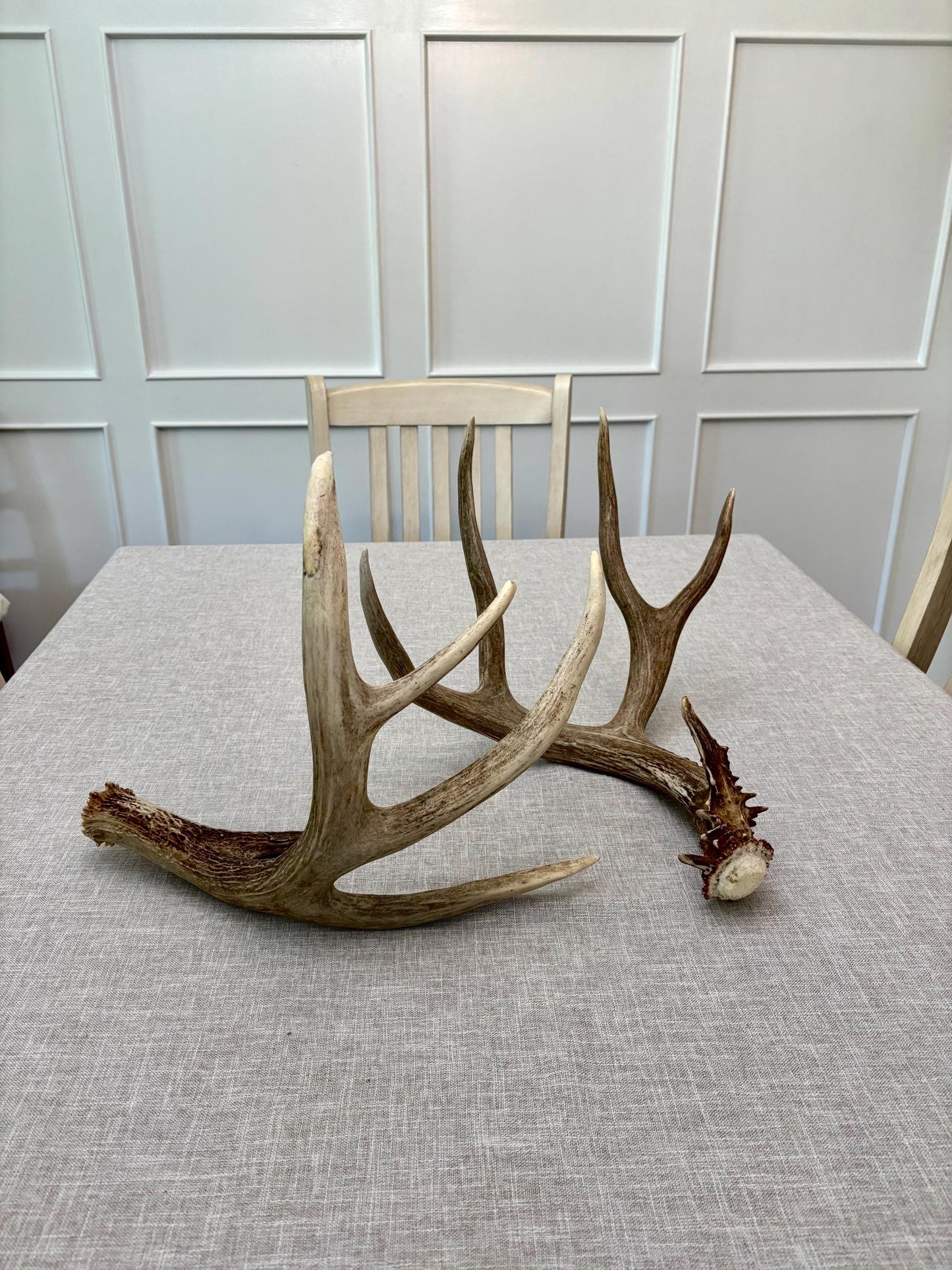 White-tailed Deer Antler. Classic, Large Canadian Buck. Crafting and Decor Antlers