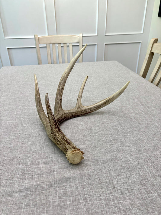 White-tailed Deer Antler. Classic, Large Canadian Buck. Crafting and Decor Antlers