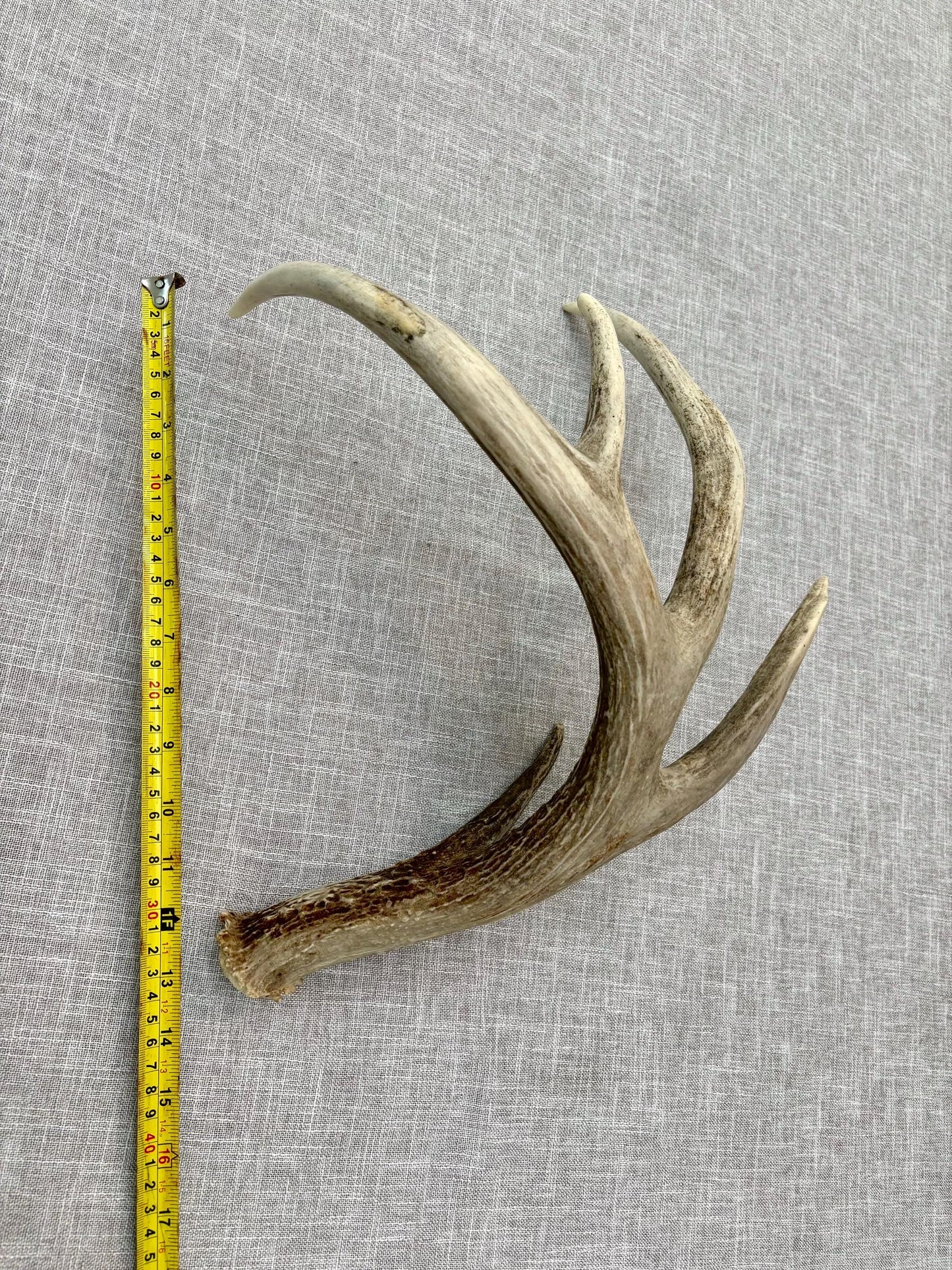 White-tailed Deer Antler. Classic, Large Canadian Buck. Crafting and Decor Antlers