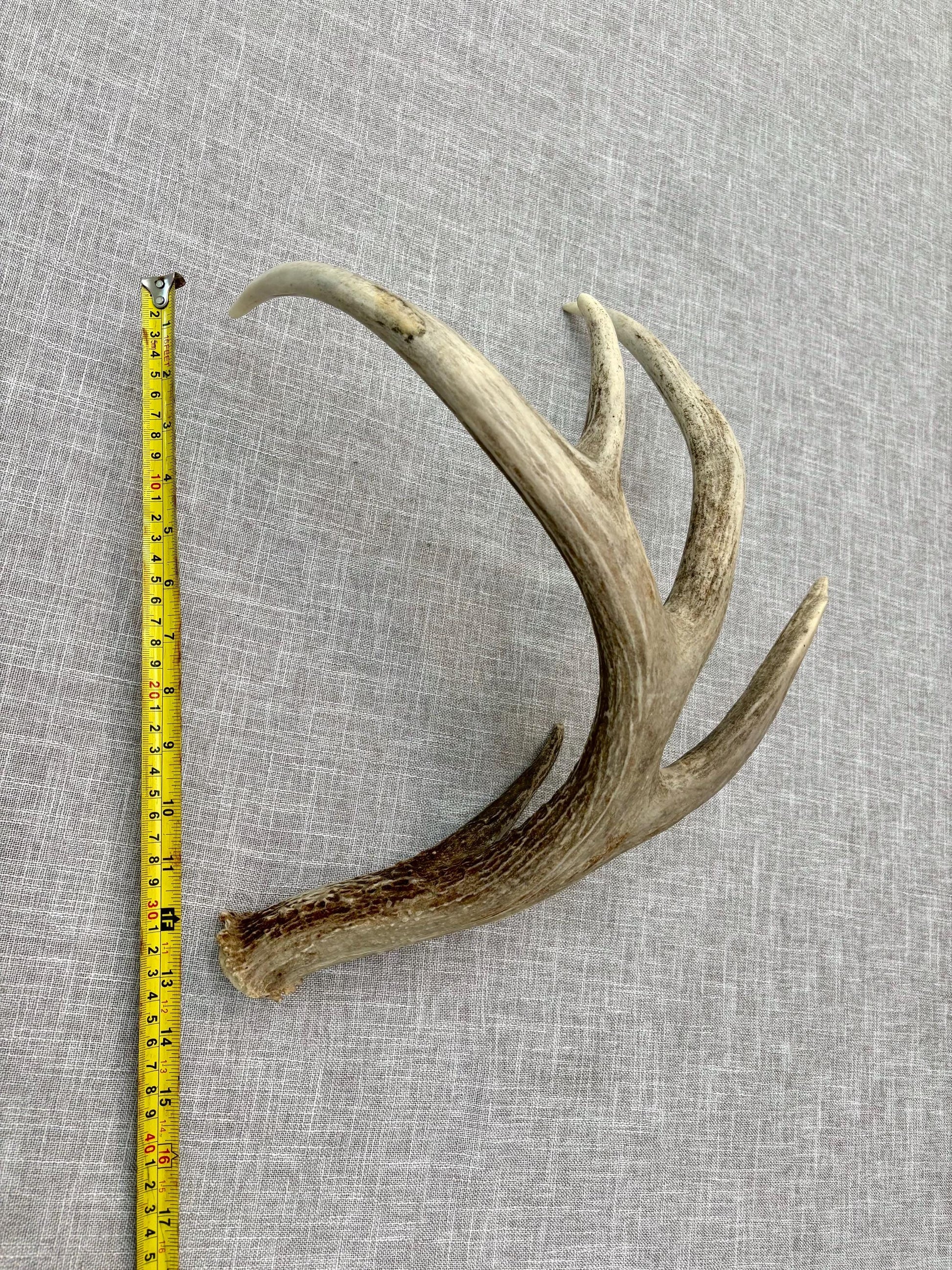White-tailed Deer Antler. Classic, Large Canadian Buck. Crafting and Decor Antlers