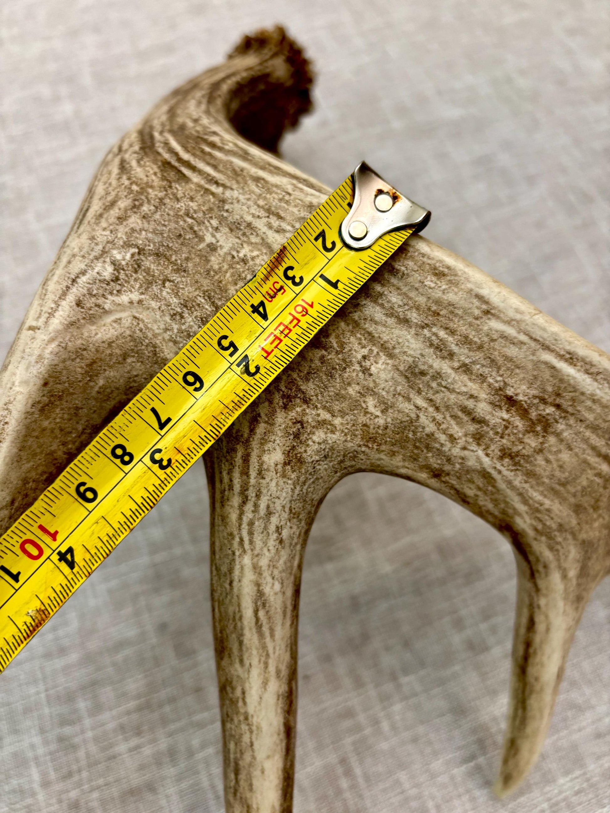 Incredible White-tailed deer Antler. Large single deer shed for decor, design, crafting and more!