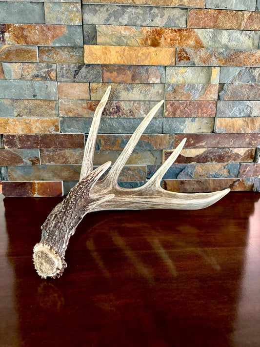 Incredible White-tailed deer Antler. Large single deer shed for decor, design, crafting and more!