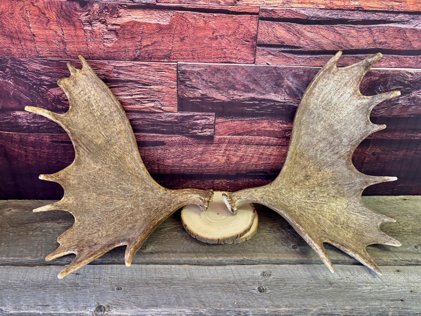 The Perfect Moose Antler Set. Classic, Heavily Palmated Moose Antlers - for Crafting, Decor and More!