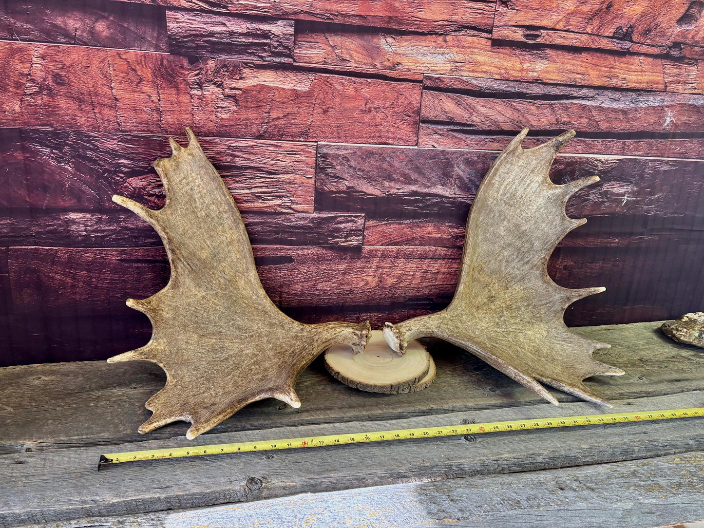 The Perfect Moose Antler Set. Classic, Heavily Palmated Moose Antlers - for Crafting, Decor and More!
