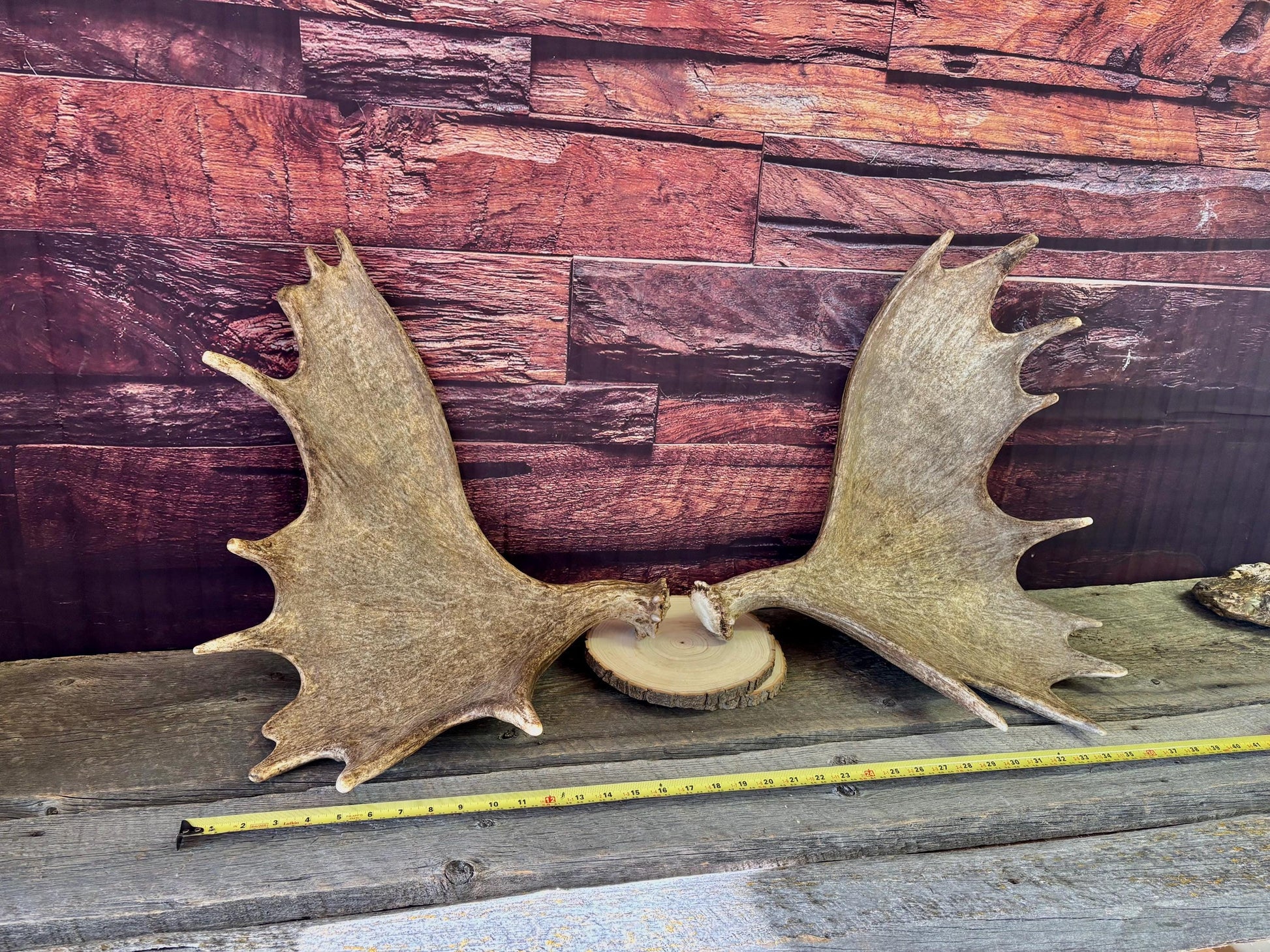 The Perfect Moose Antler Set. Classic, Heavily Palmated Moose Antlers - for Crafting, Decor and More!