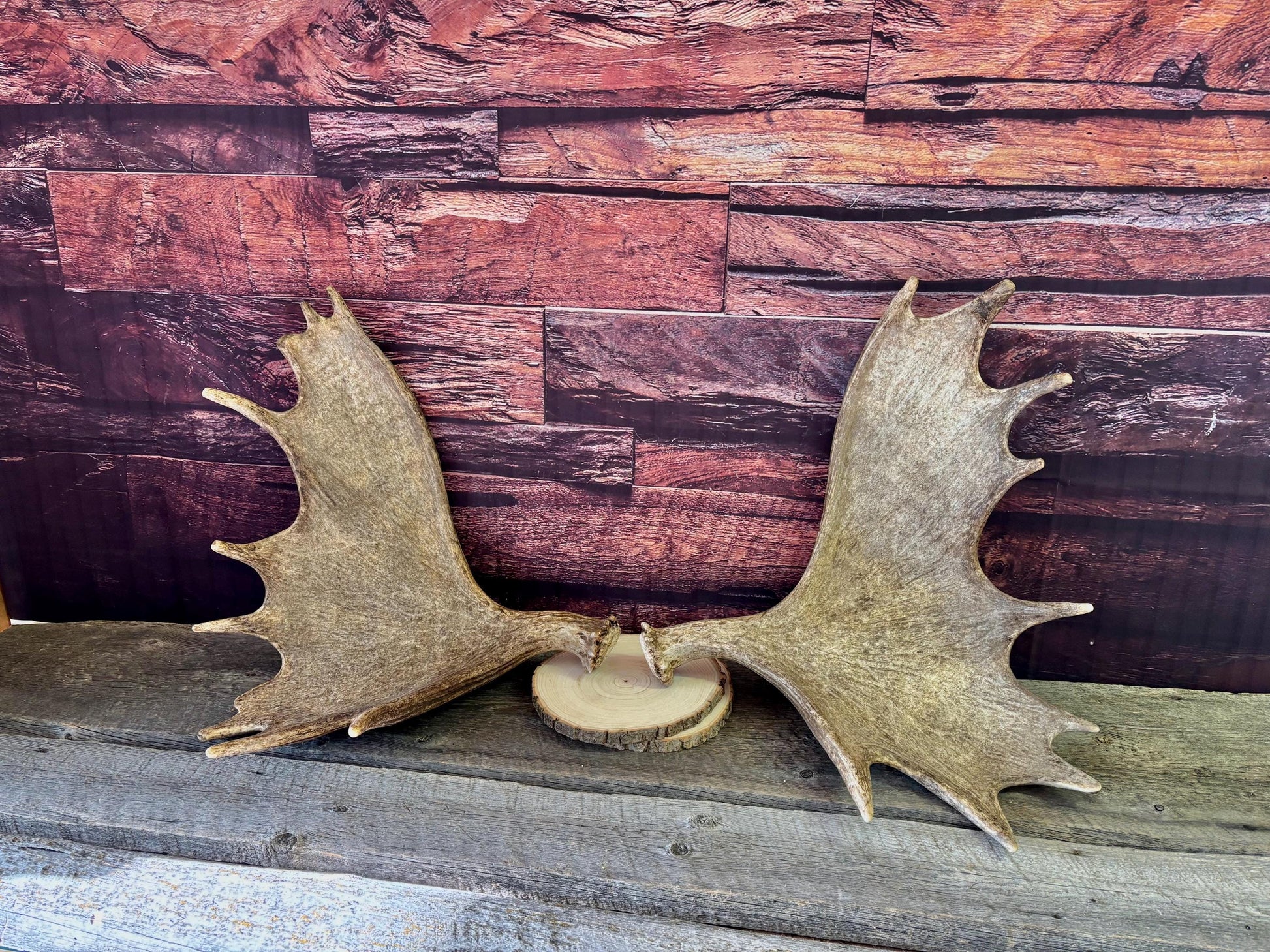 The Perfect Moose Antler Set. Classic, Heavily Palmated Moose Antlers - for Crafting, Decor and More!