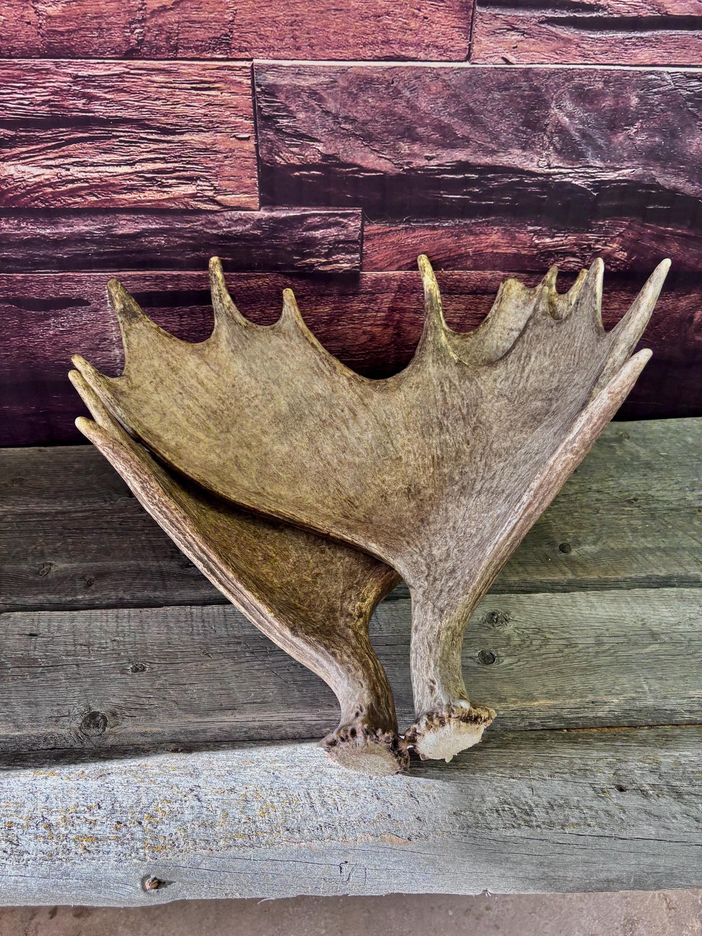 The Perfect Moose Antler Set. Classic, Heavily Palmated Moose Antlers - for Crafting, Decor and More!