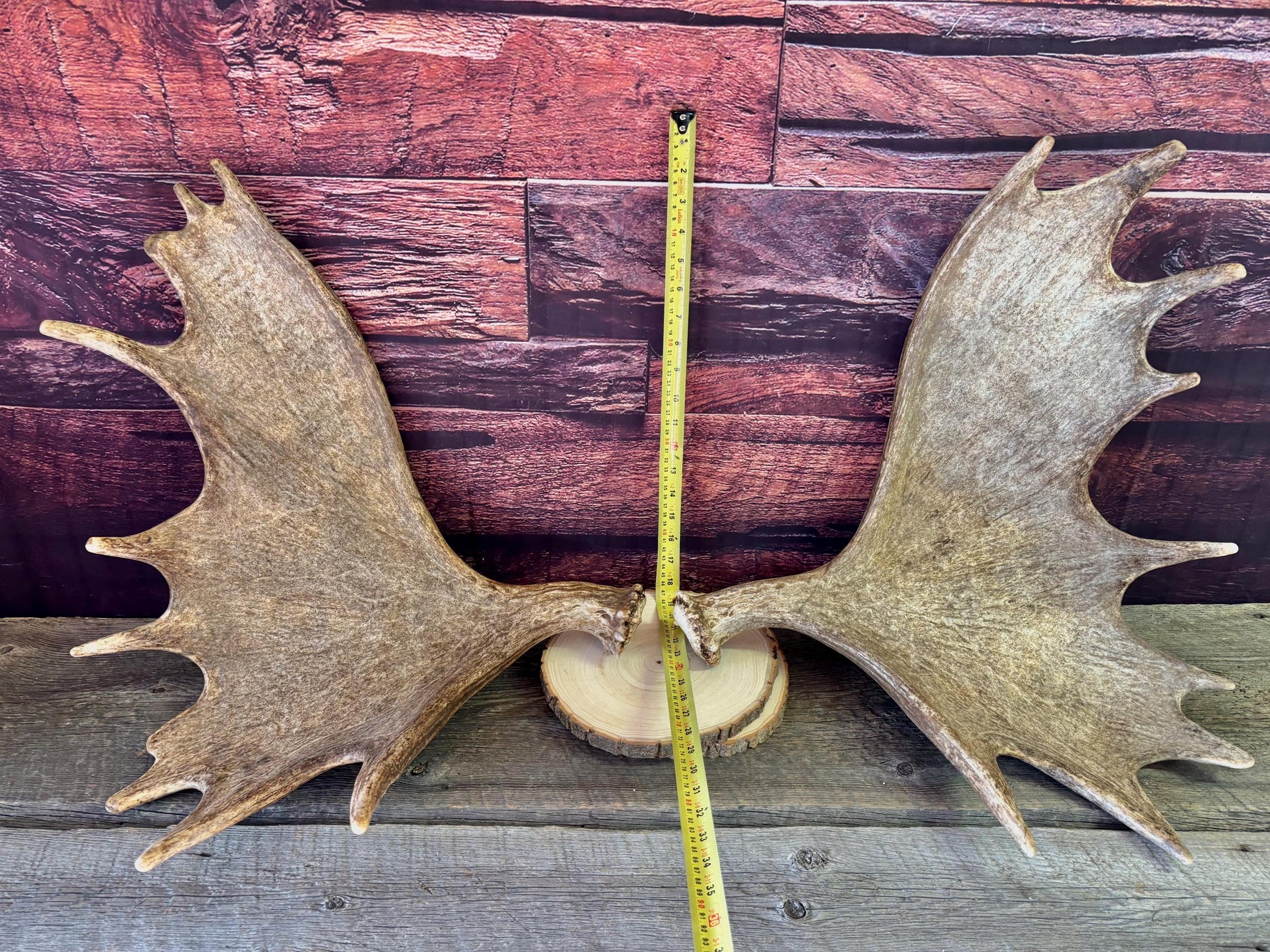 The Perfect Moose Antler Set. Classic, Heavily Palmated Moose Antlers - for Crafting, Decor and More!