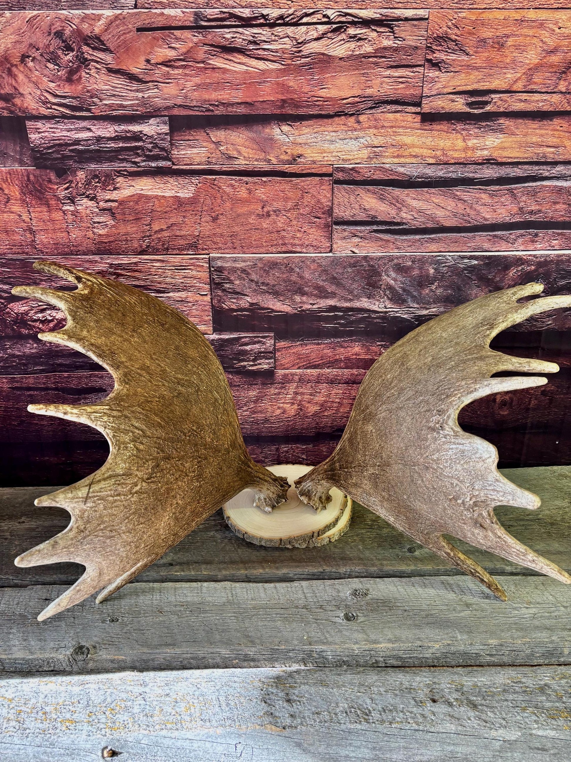 The Perfect Moose Antler Set. Classic, Heavily Palmated Moose Antlers - for Crafting, Decor and More!