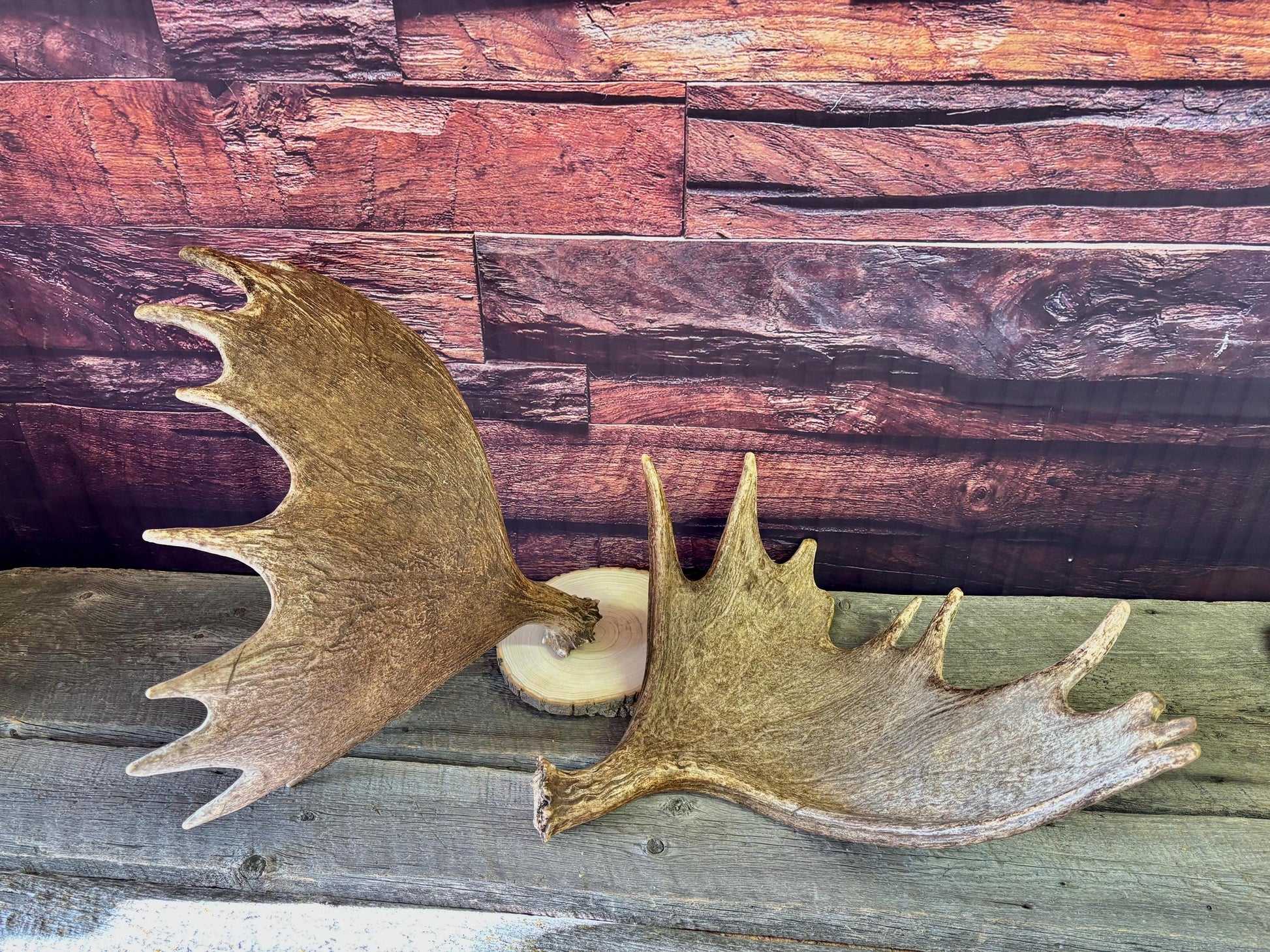 The Perfect Moose Antler Set. Classic, Heavily Palmated Moose Antlers - for Crafting, Decor and More!