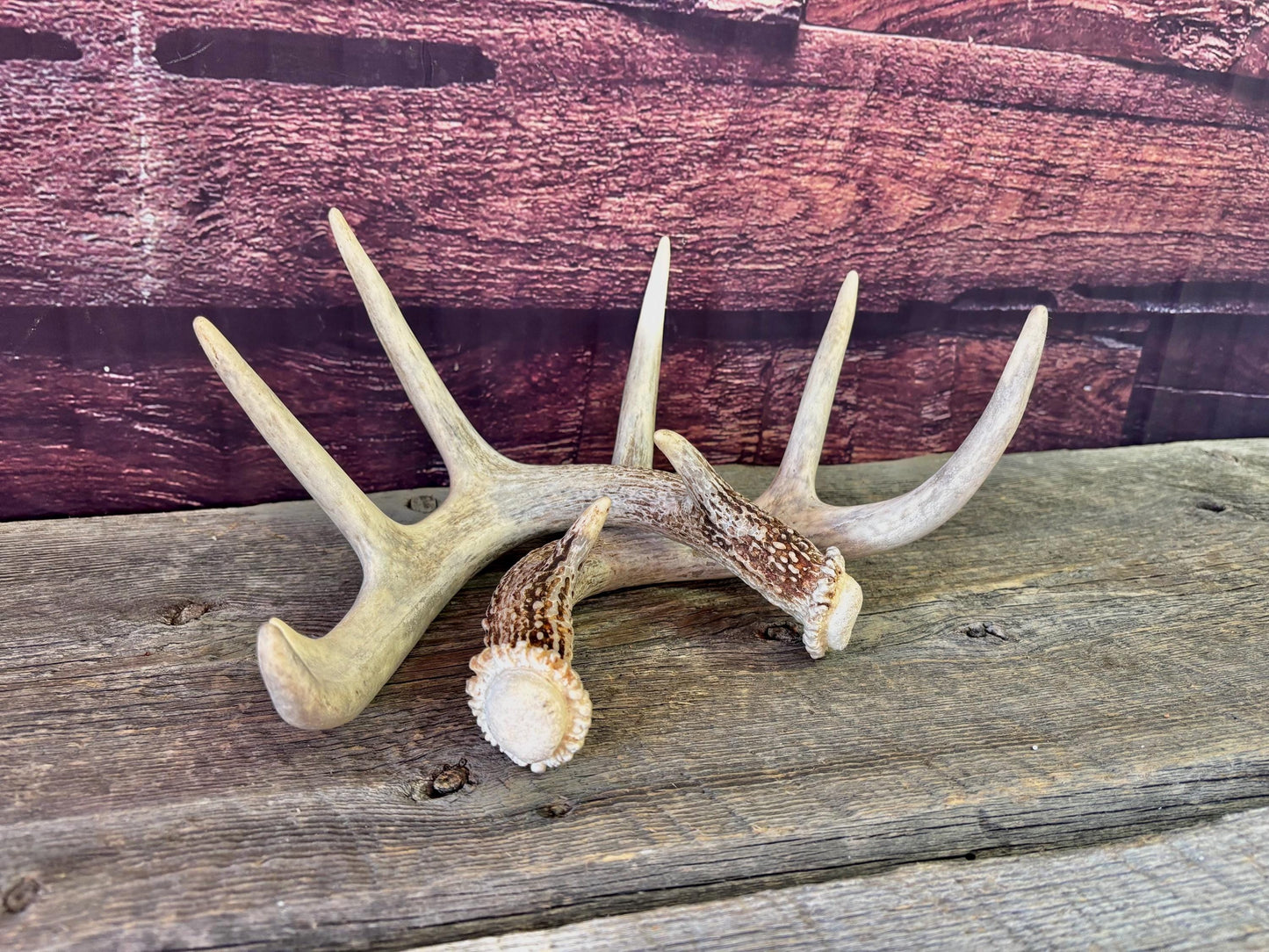 Deer Antlers - White-tailed Deer Matching set. Canadian Buck. Crafting and Decor Antlers