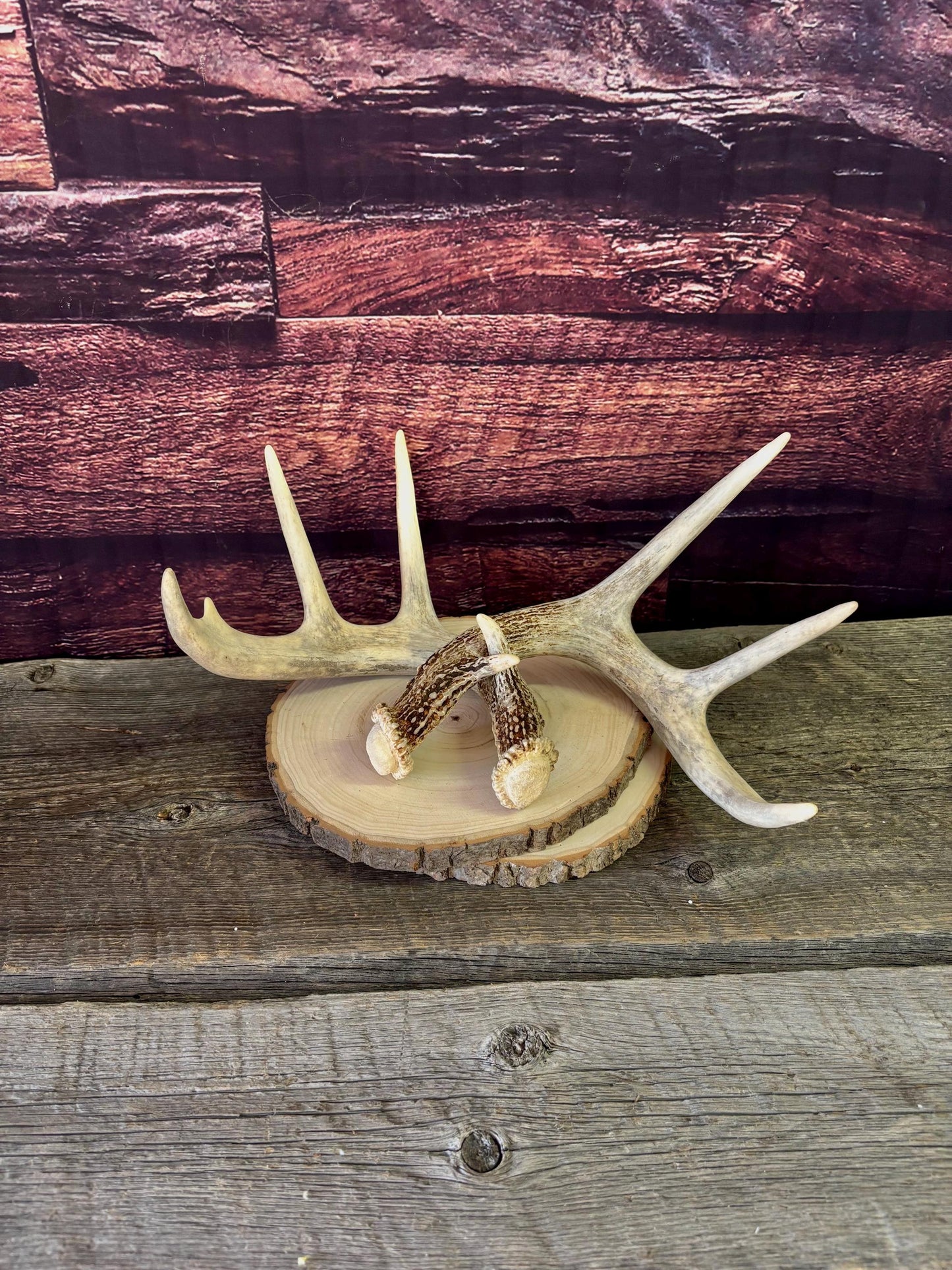 Deer Antlers - White-tailed Deer Matching set. Canadian Buck. Crafting and Decor Antlers