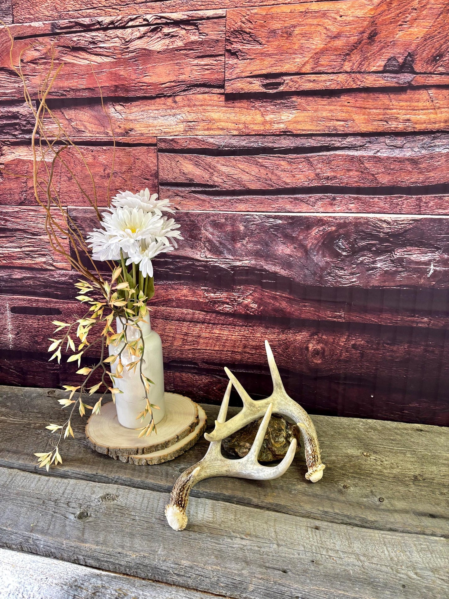 Deer Antlers - White-tailed Deer Matching set. Canadian Buck. Crafting and Decor Antlers