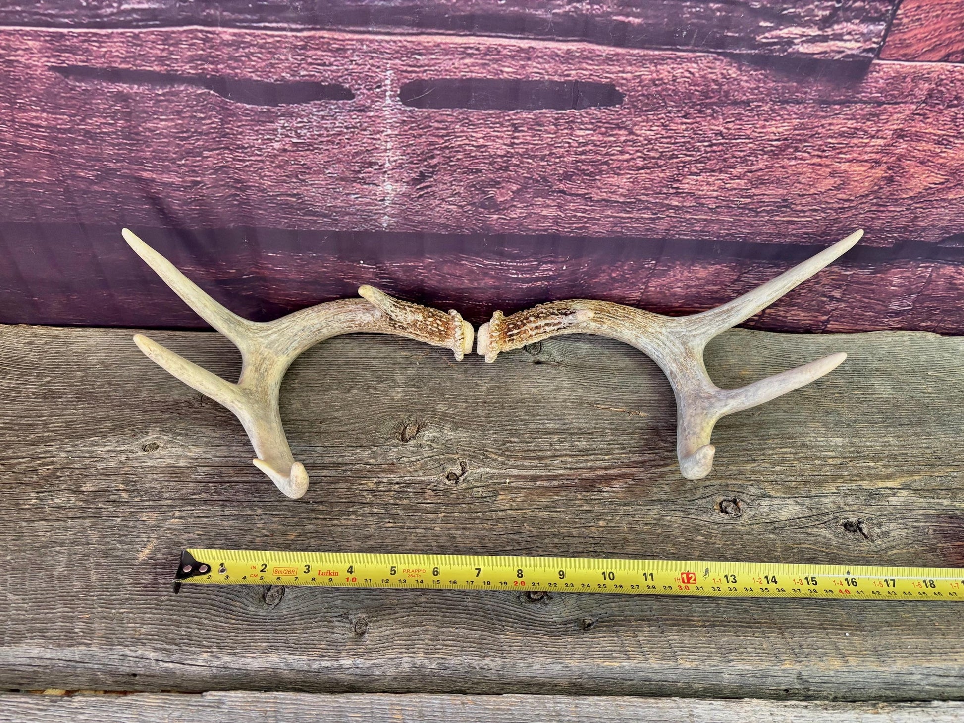 Deer Antlers - White-tailed Deer Matching set. Canadian Buck. Crafting and Decor Antlers