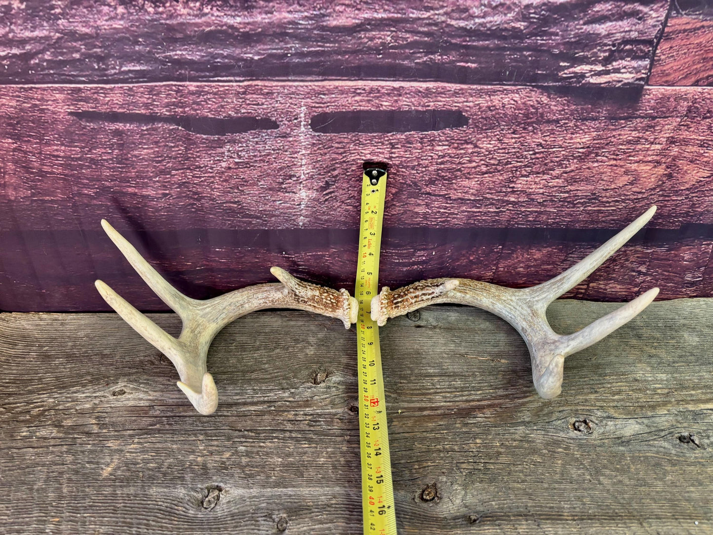 Deer Antlers - White-tailed Deer Matching set. Canadian Buck. Crafting and Decor Antlers