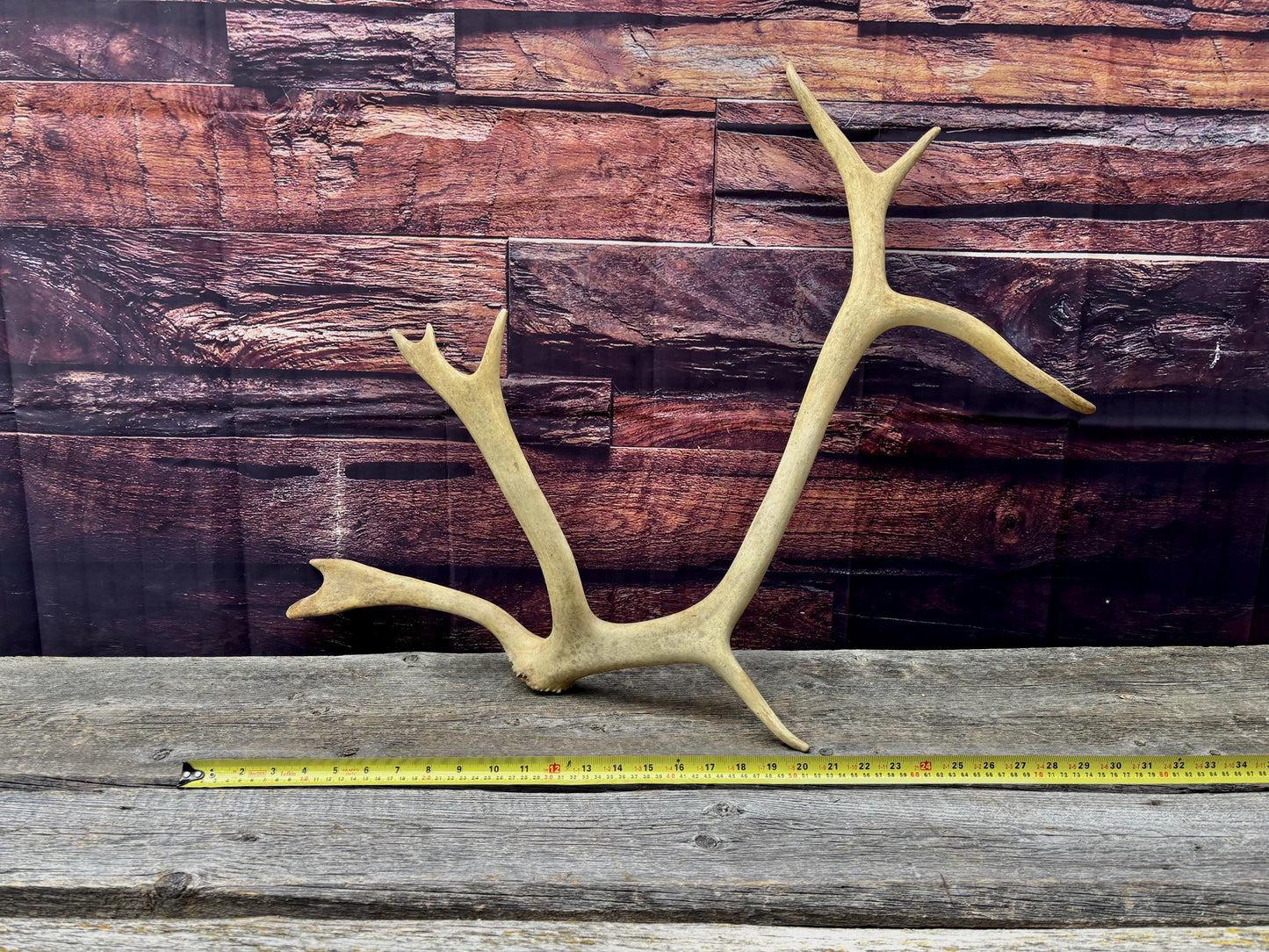 Shed Caribou Antler: Unique Woodland Home Decoration