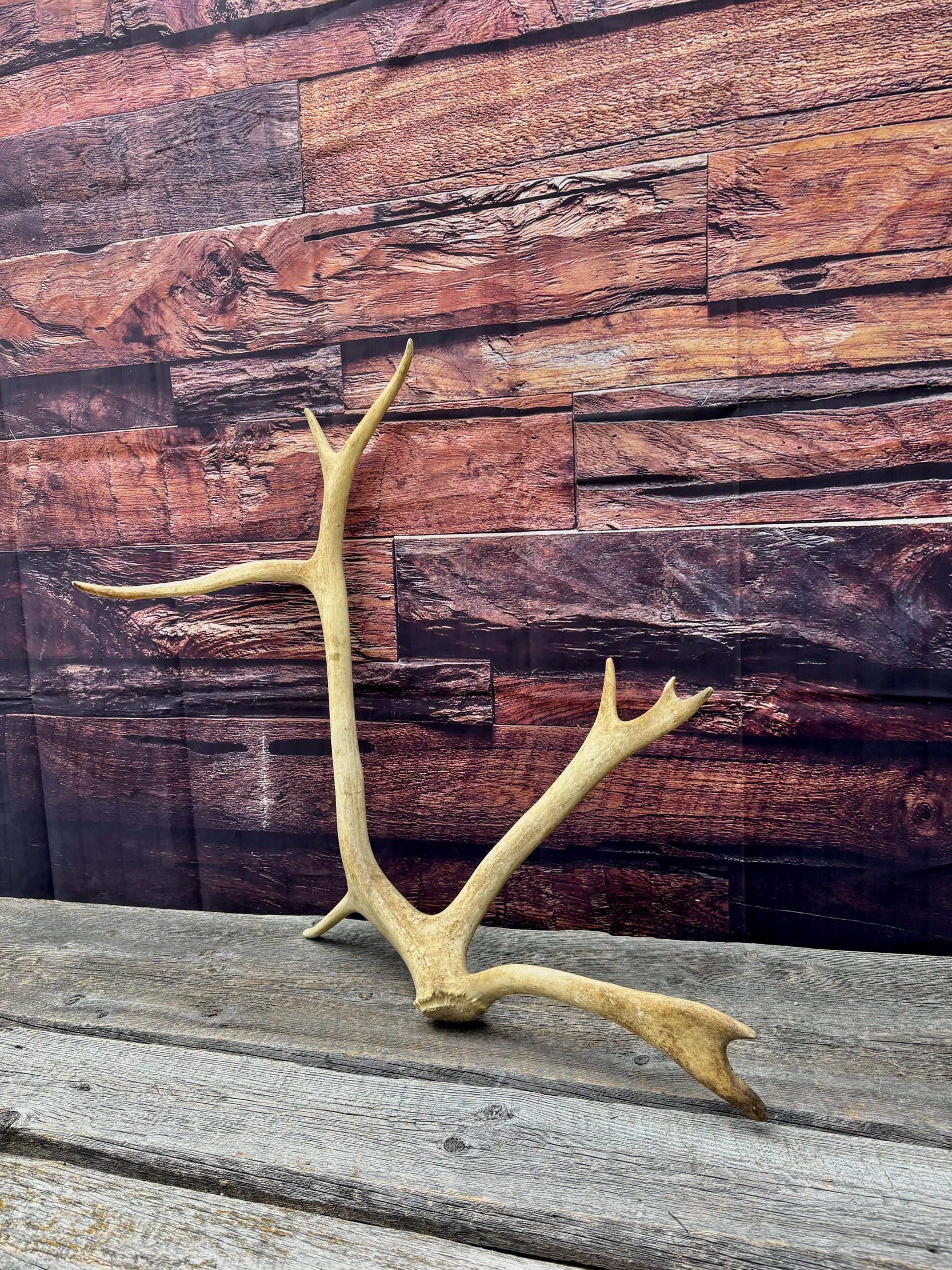 Shed Caribou Antler: Unique Woodland Home Decoration