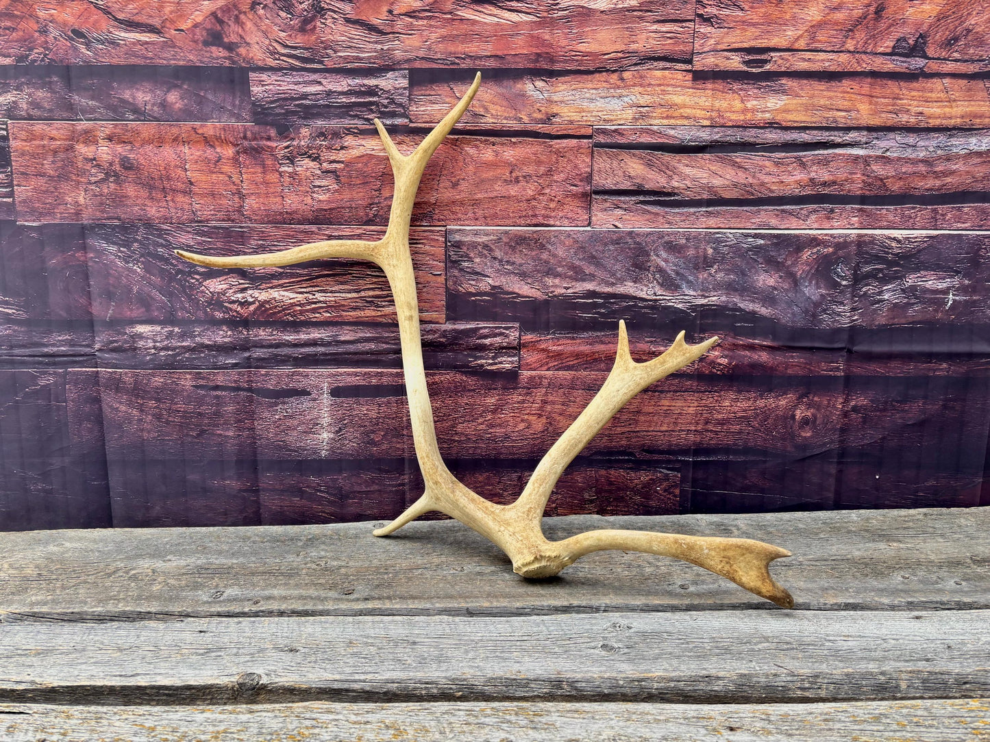 Shed Caribou Antler: Unique Woodland Home Decoration