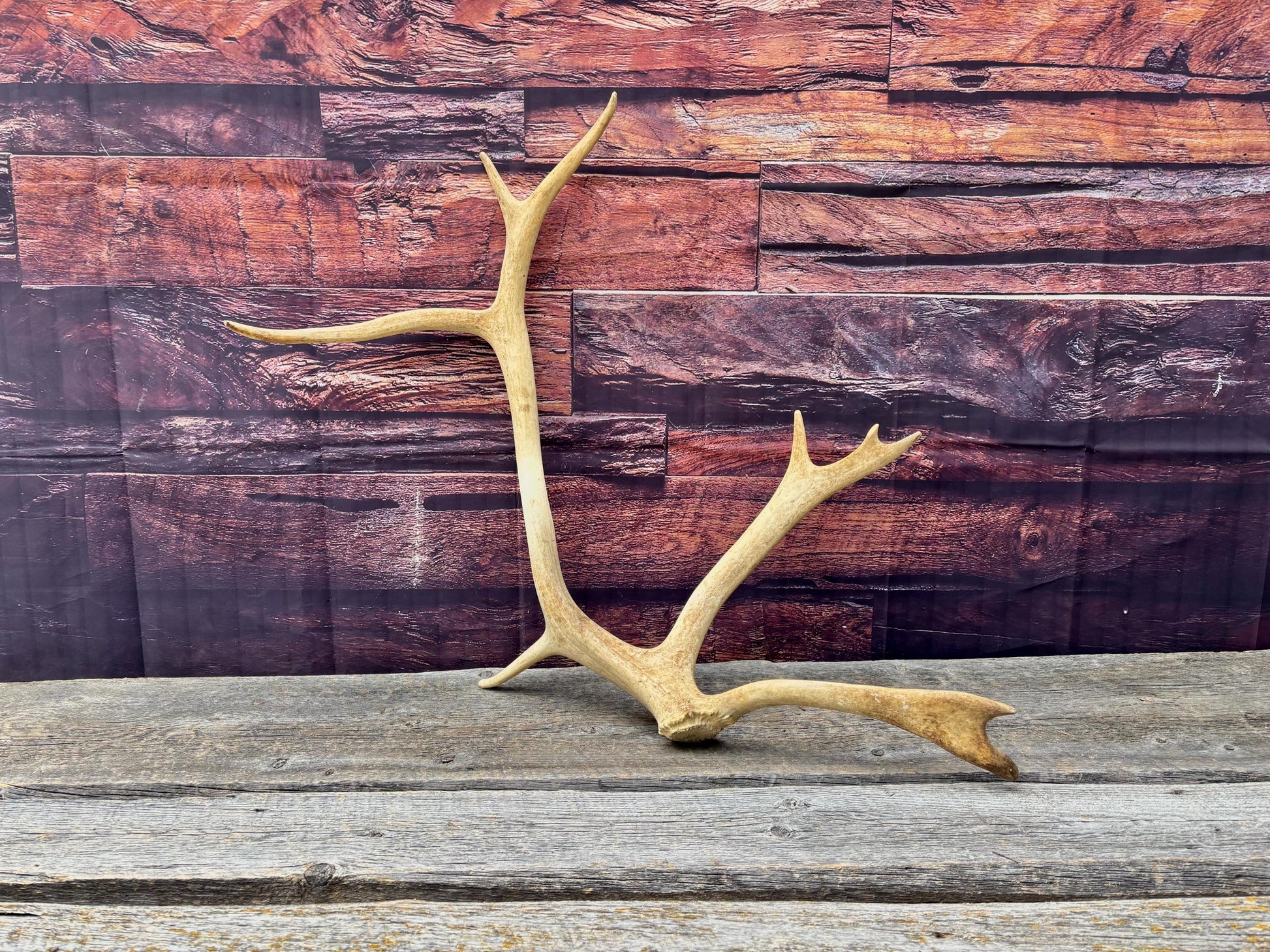 Shed Caribou Antler: Unique Woodland Home Decoration