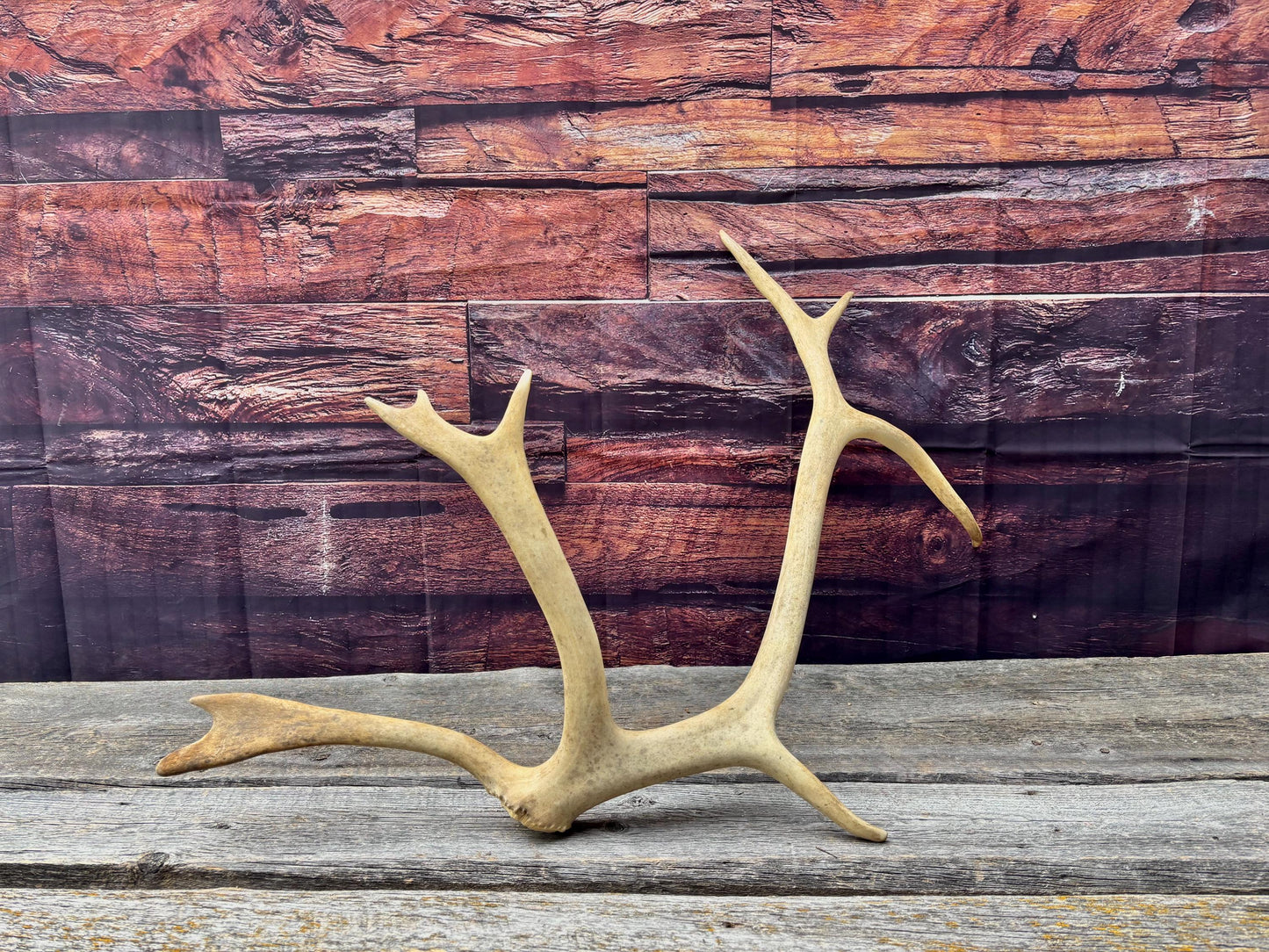 Shed Caribou Antler: Unique Woodland Home Decoration