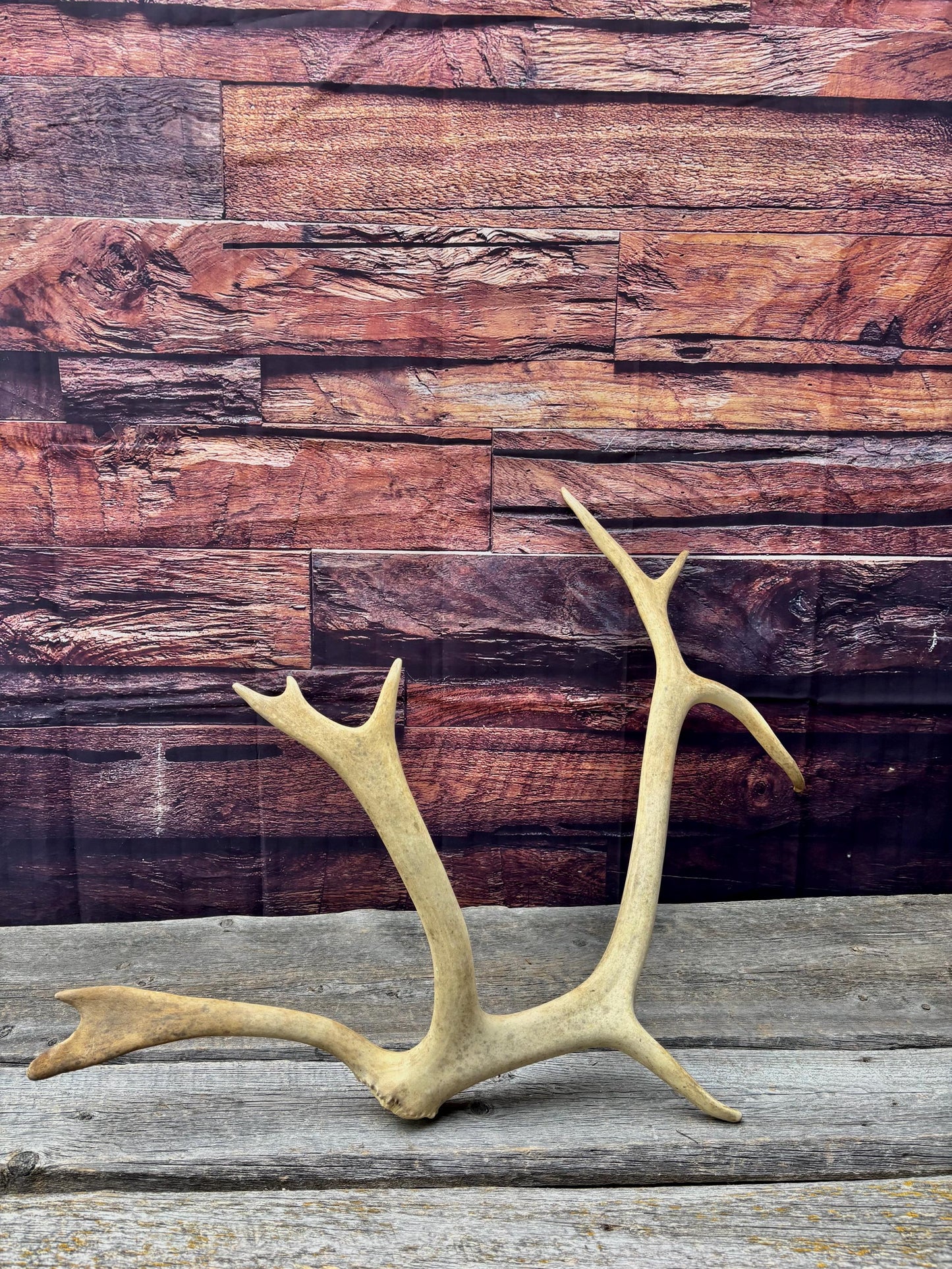 Shed Caribou Antler: Unique Woodland Home Decoration