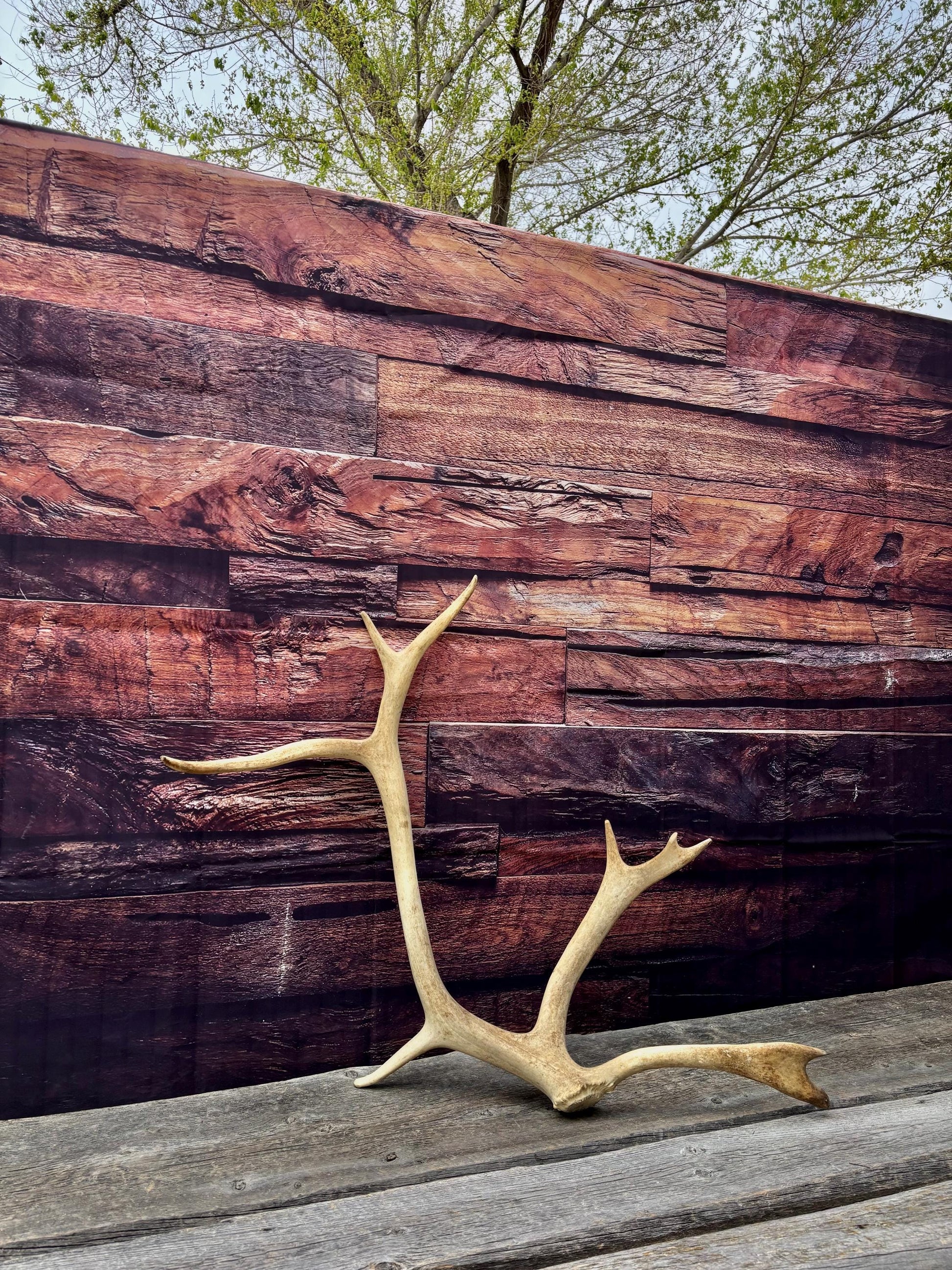 Shed Caribou Antler: Unique Woodland Home Decoration