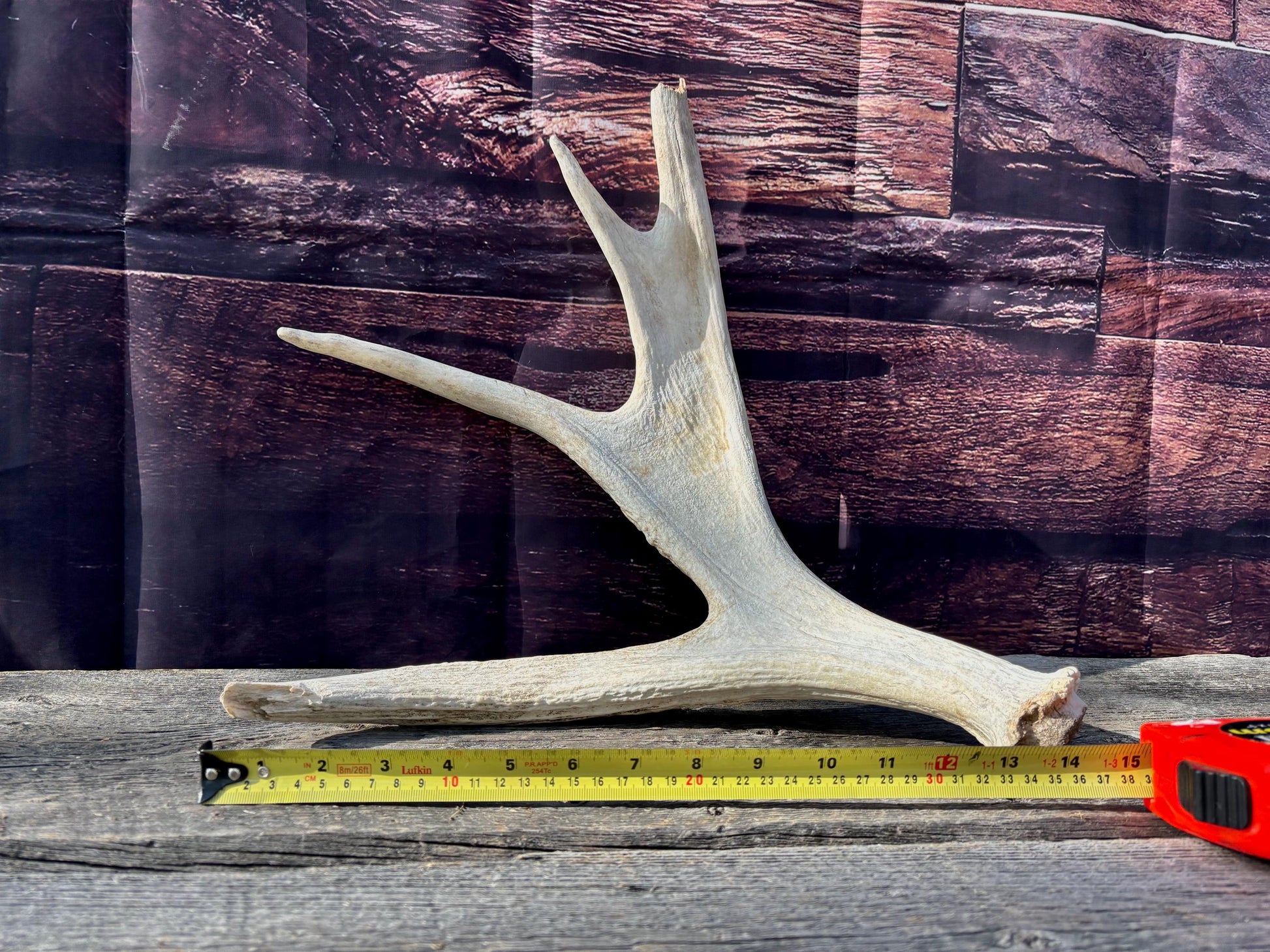 Bull Moose Antler. For crafting, decor and more