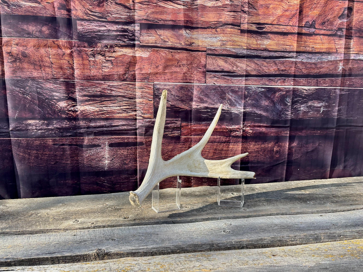 Bull Moose Antler. For crafting, decor and more