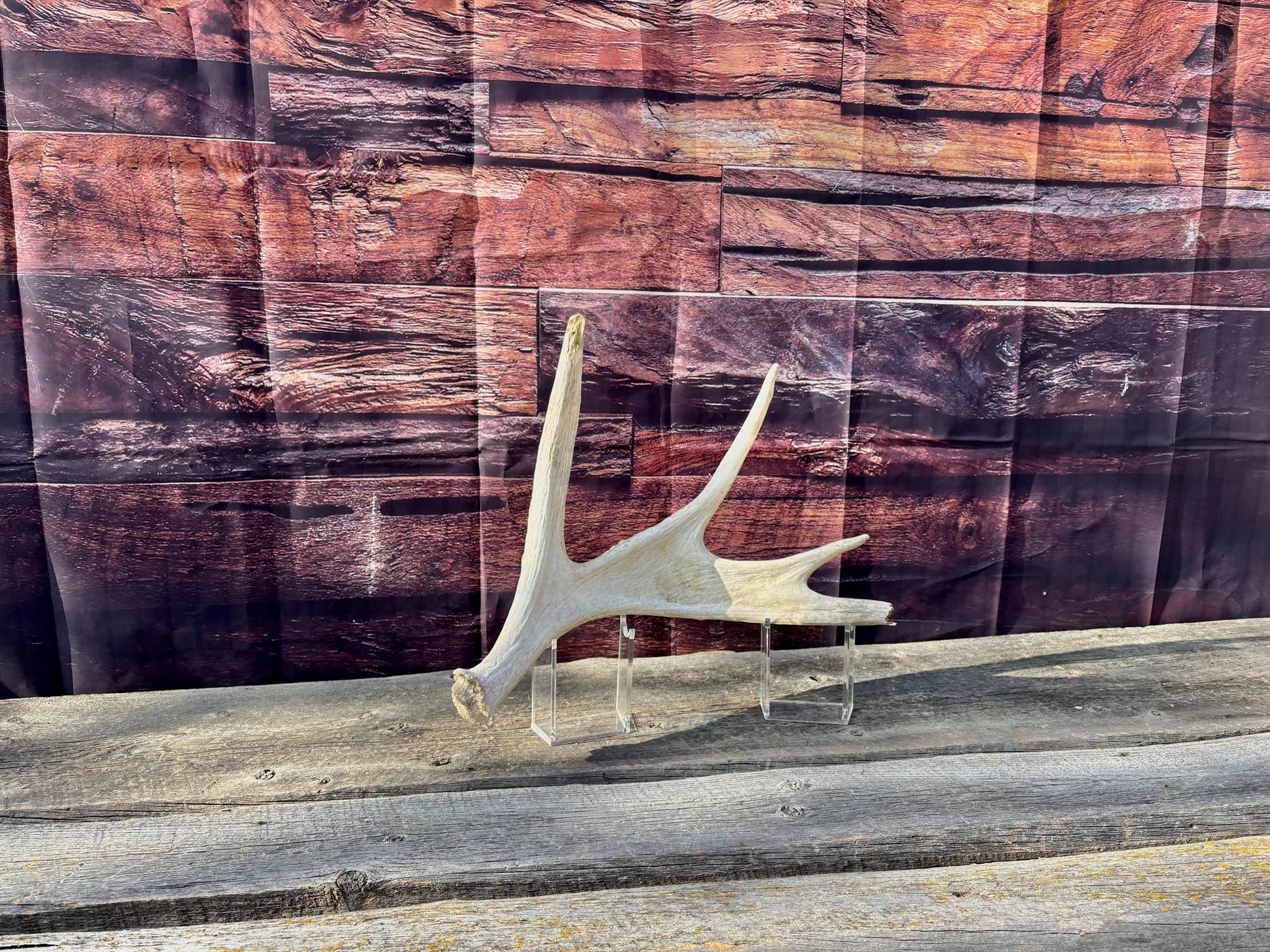 Bull Moose Antler. For crafting, decor and more
