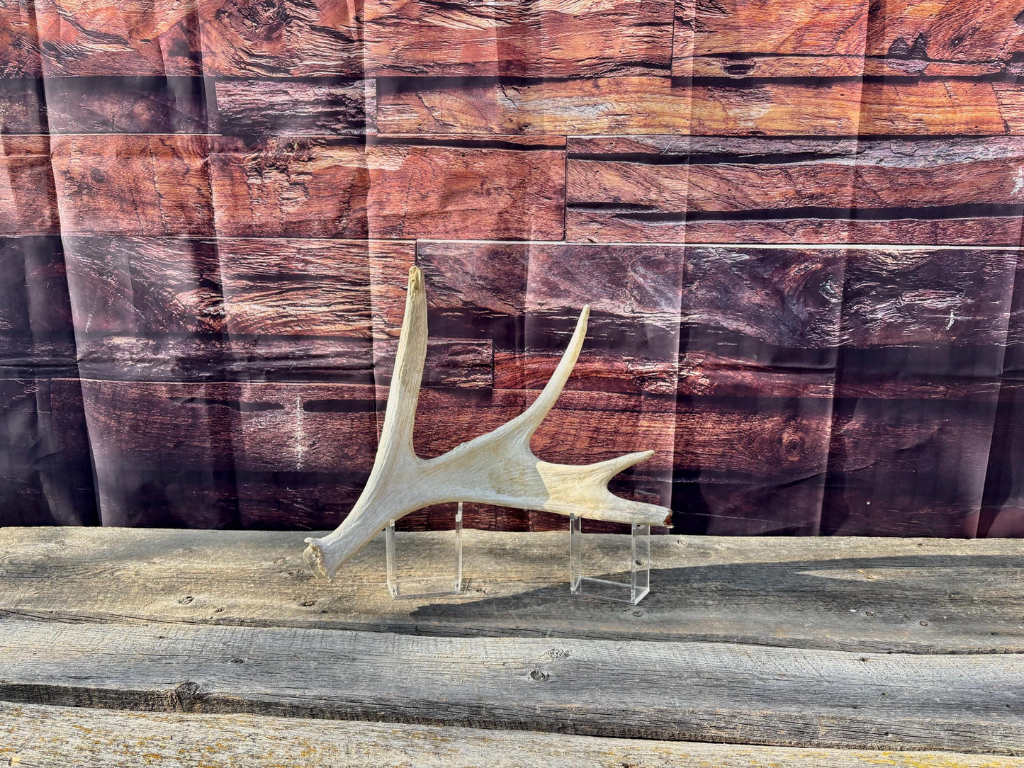 Bull Moose Antler. For crafting, decor and more